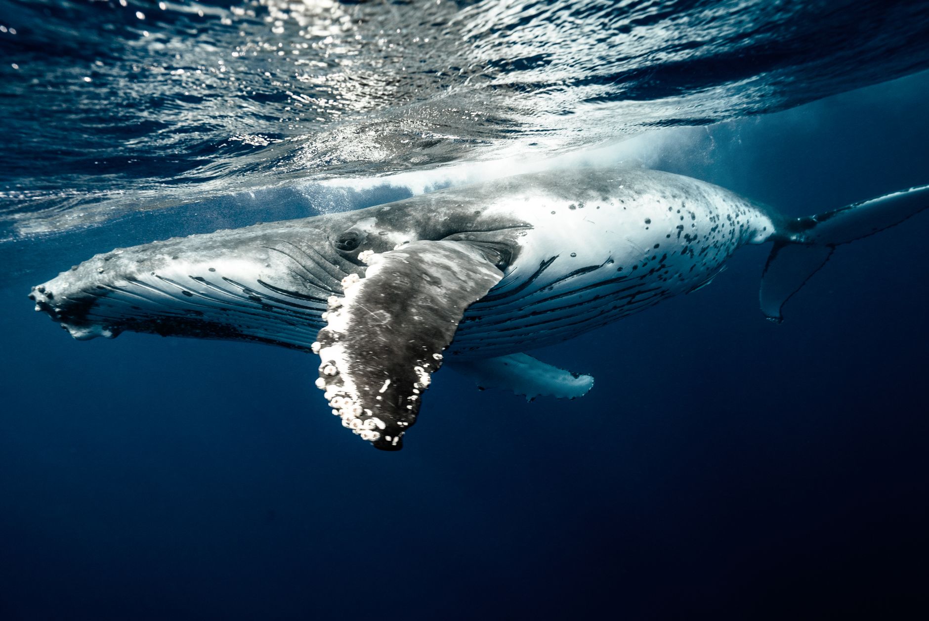 Balena che nuota nelle profondità dell'oceano
