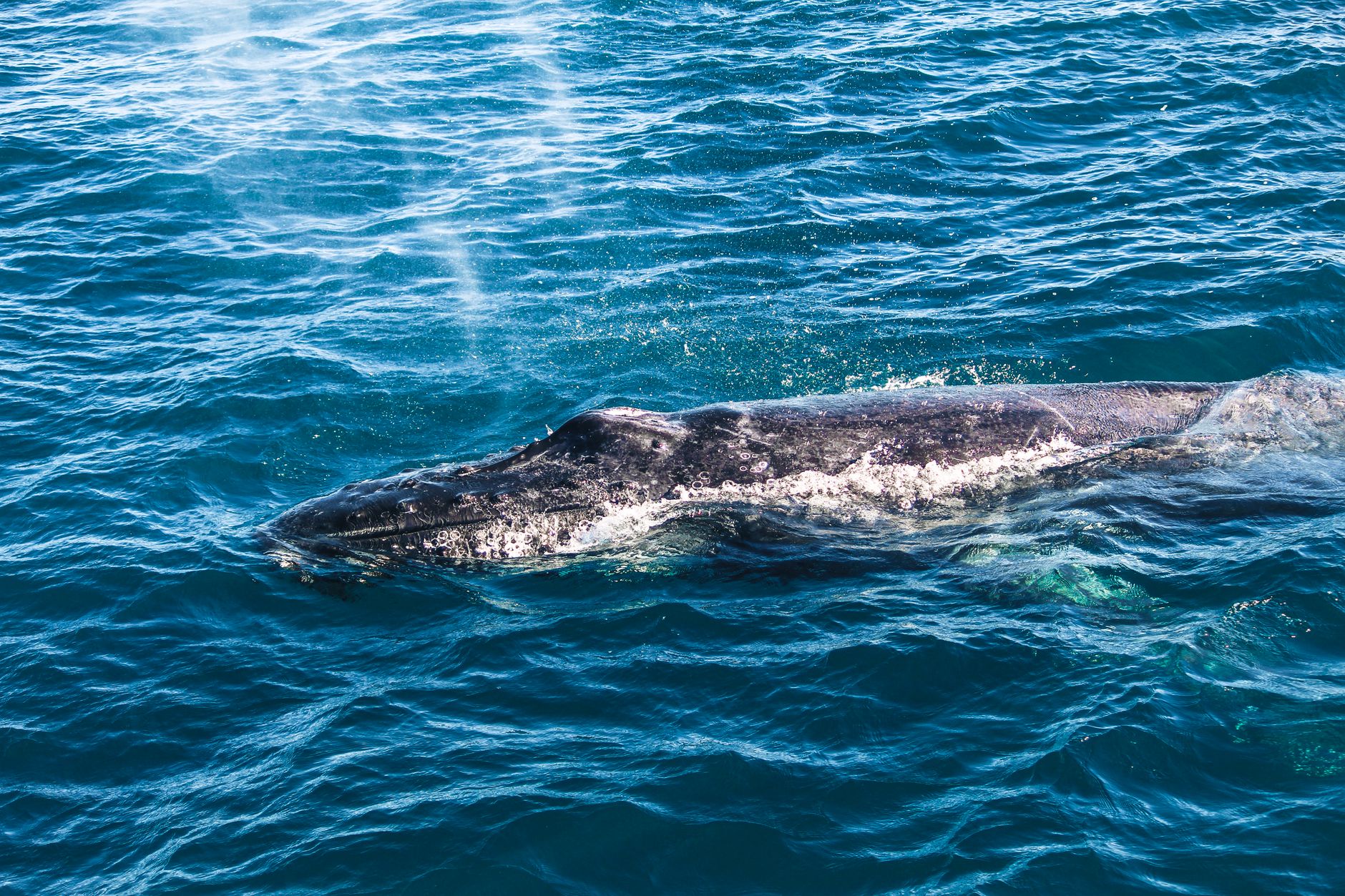 Resti fossili e ossa di cetaceo