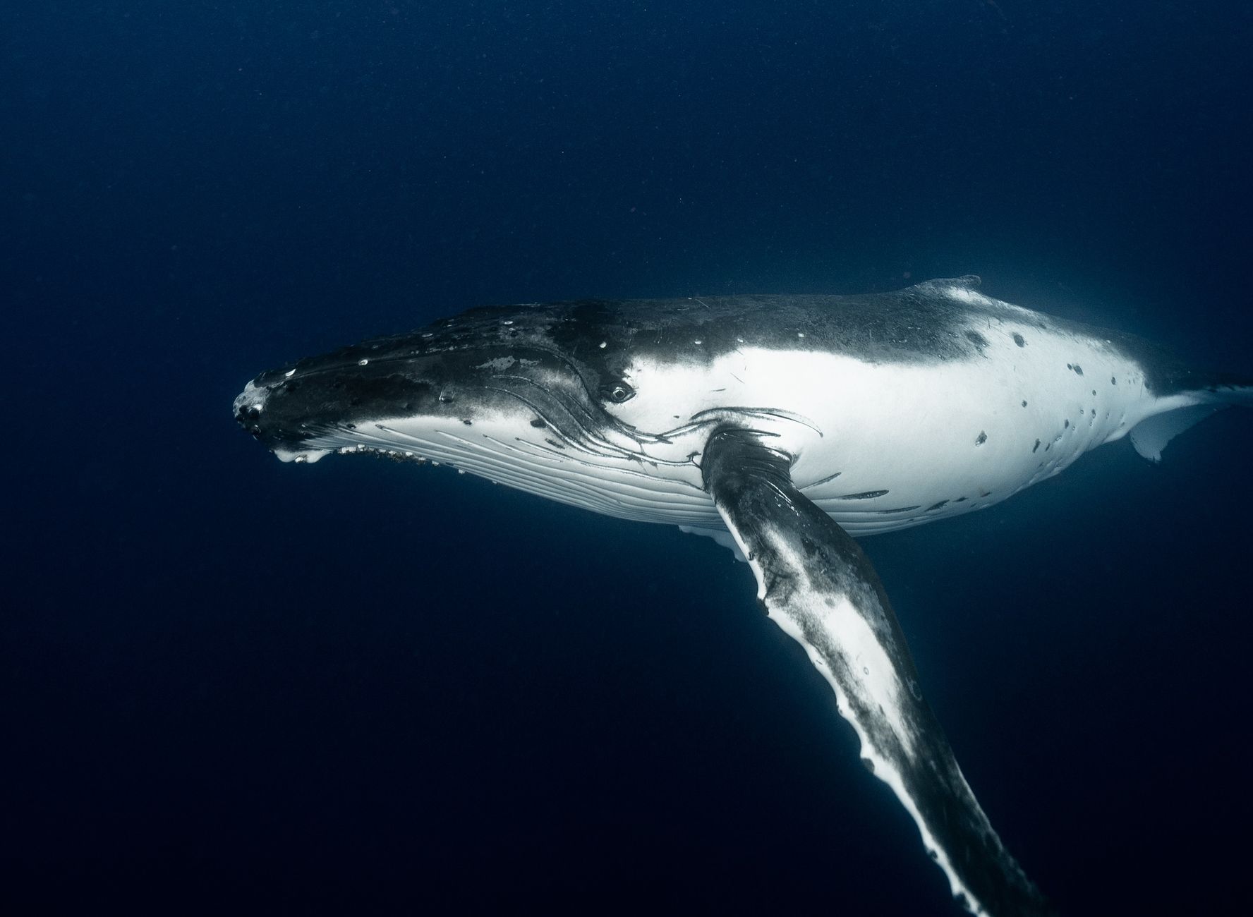 Esplorazione scientifica dei fondali marini
