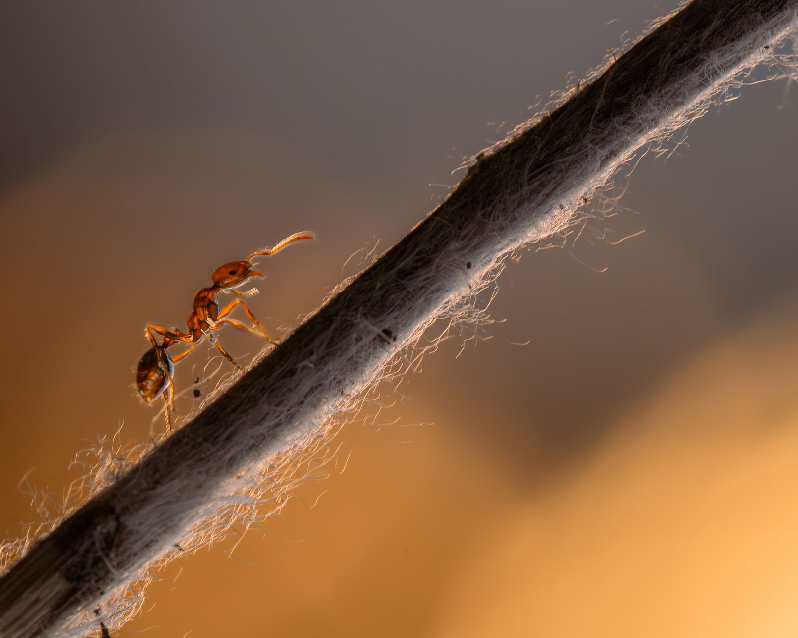 Formiche e i loro comportamenti sorprendenti in natura