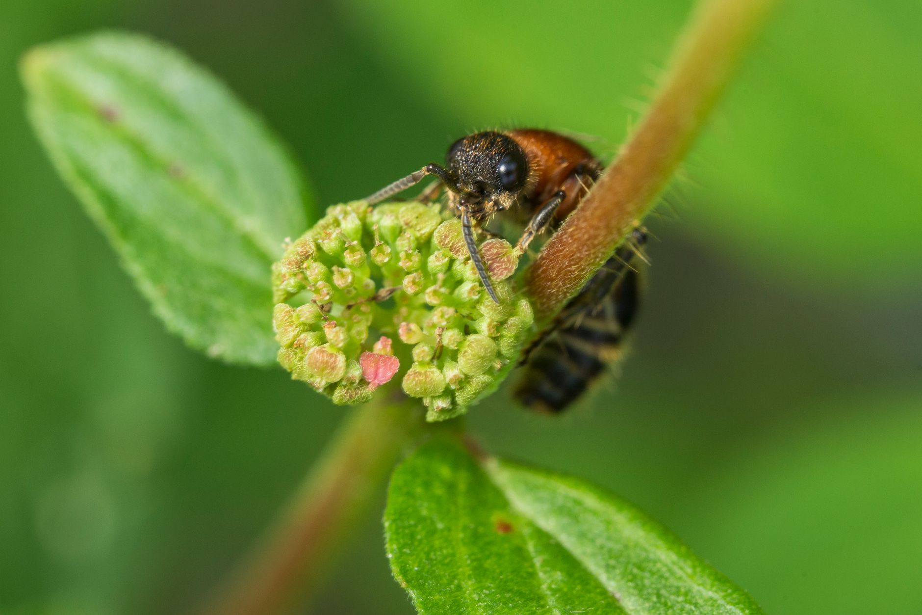 Alcune specie costruiscono ponti e zattere con i propri corpi