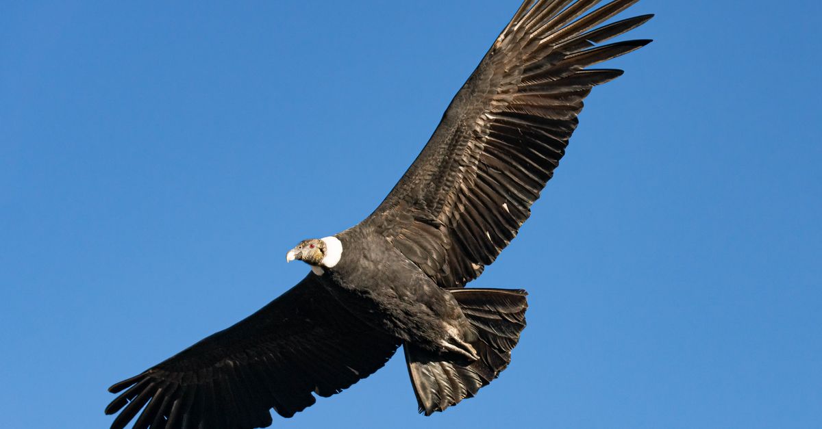 Il condor della California torna a volare in Oregon dopo 120 anni