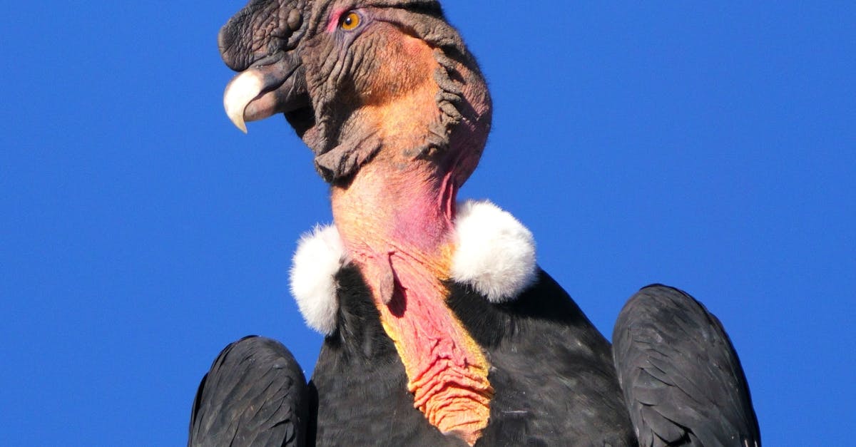Condor appollaiato su una roccia