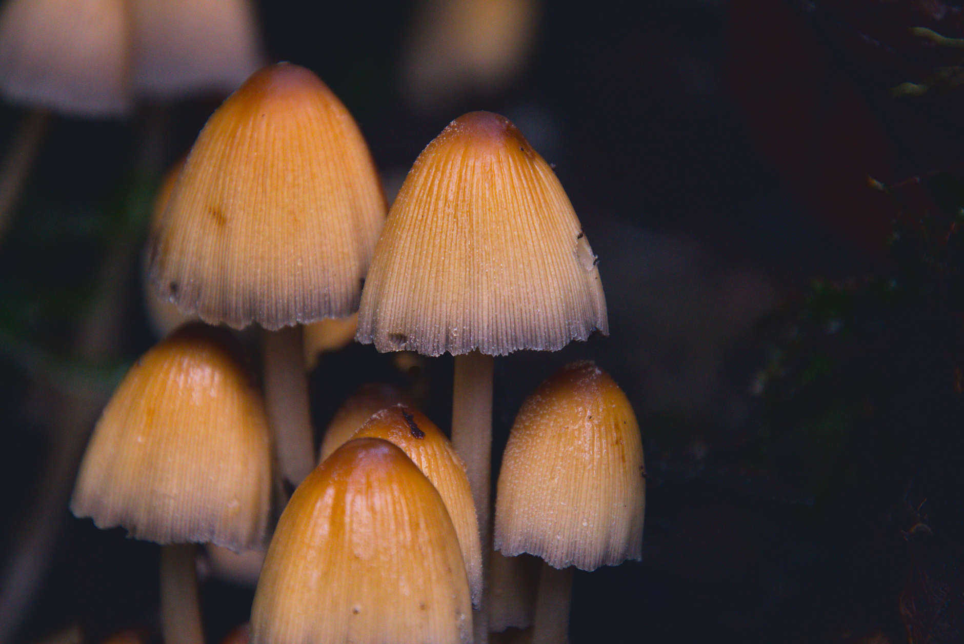 Funghi che crescono sul terreno di un bosco