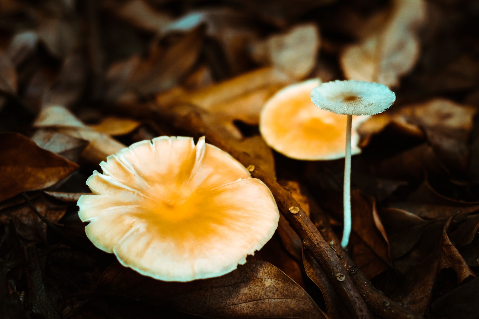 Sottobosco con foglie e funghi tra le radici