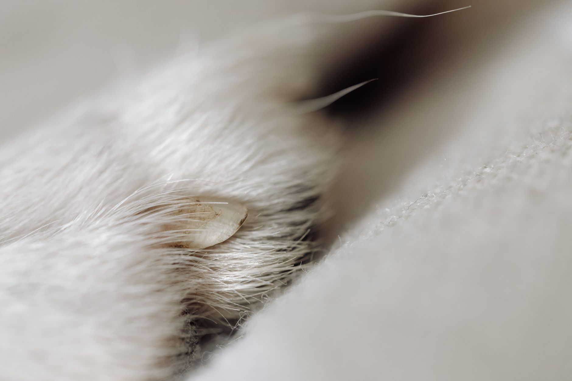 Sensore biometrico che legge un'impronta