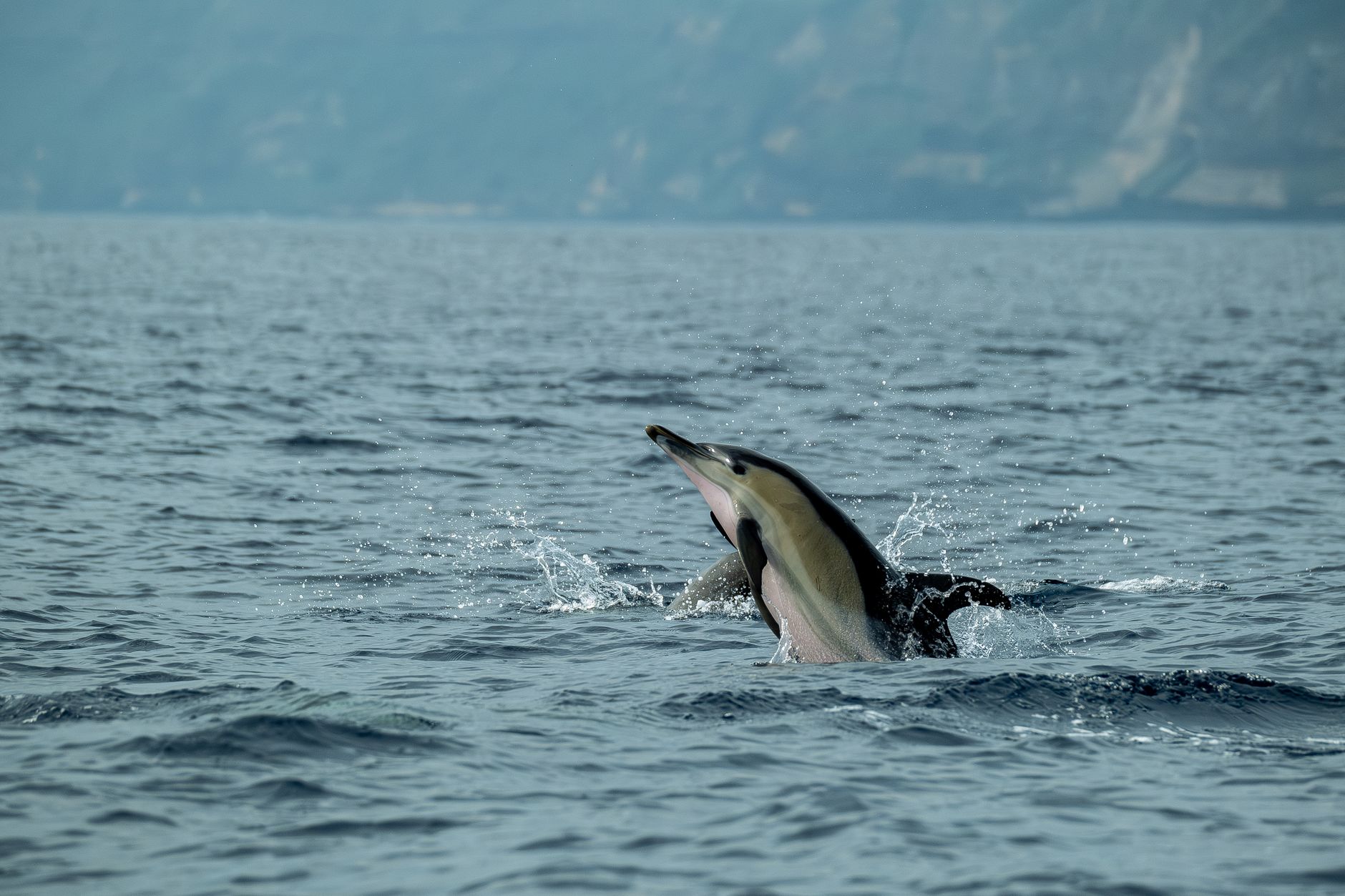 Delfino che salta fuori dall'acqua