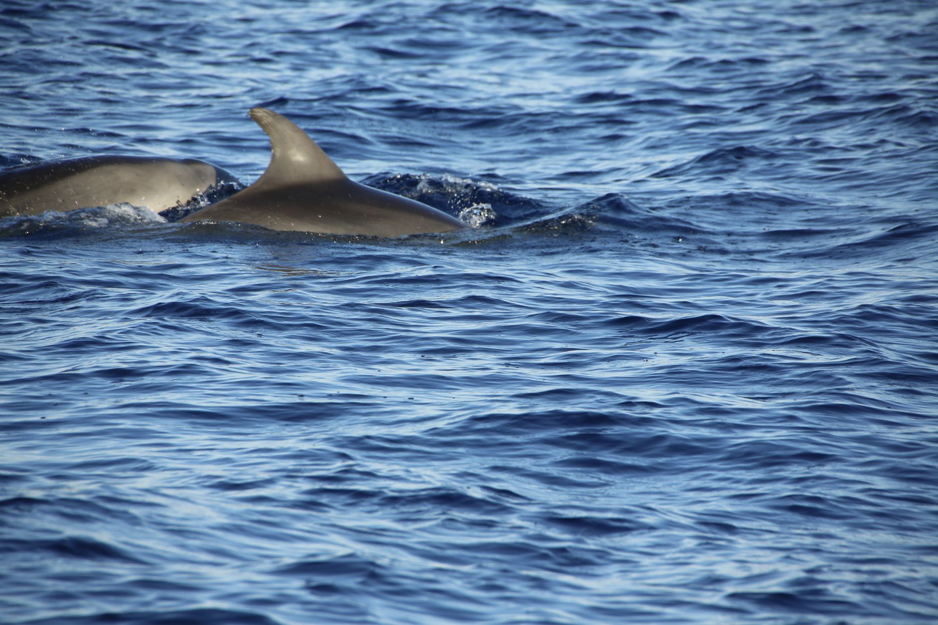 Delfini che nuotano insieme nel mare