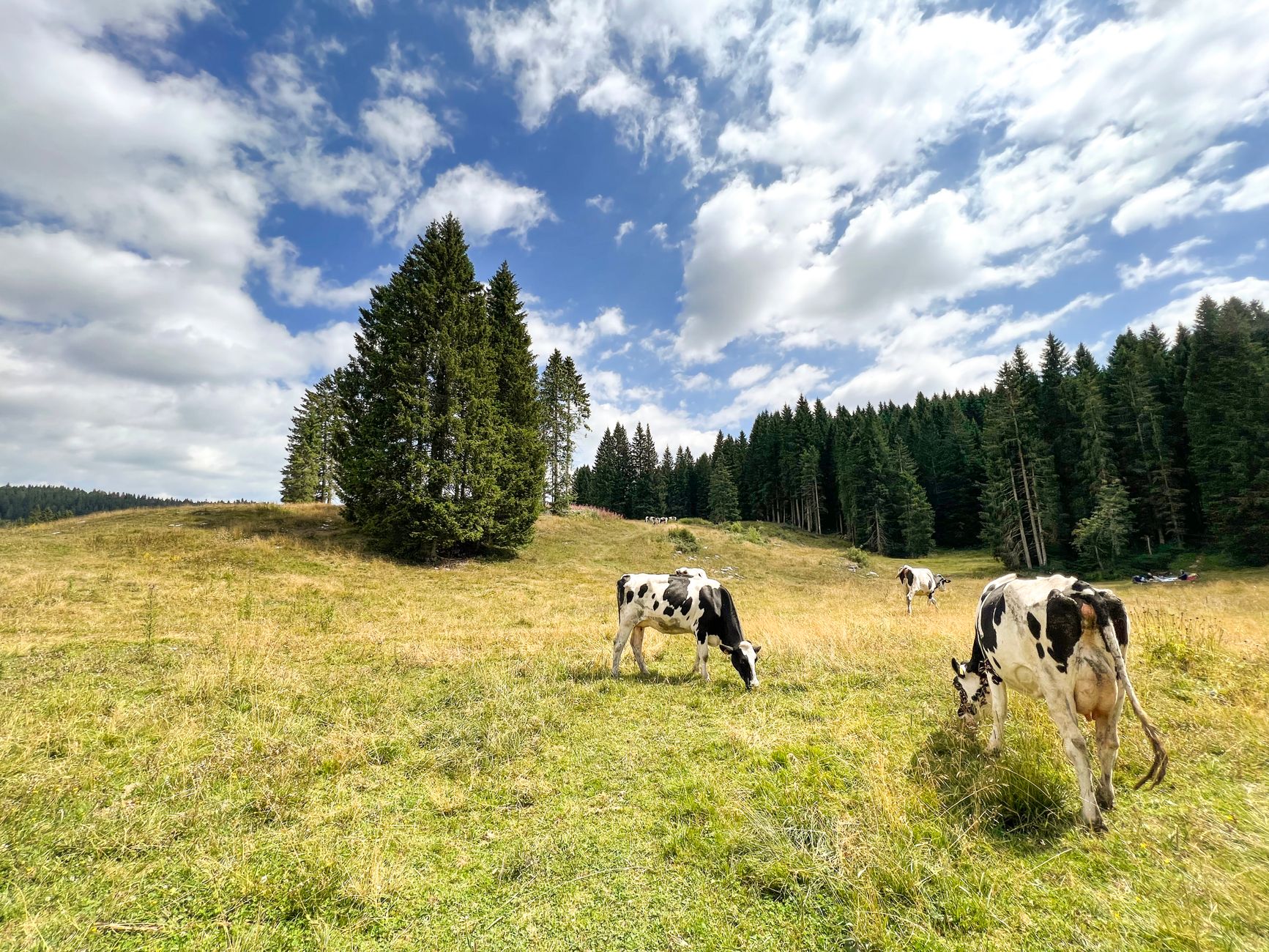 Pascolo di montagna gestito da una comunità