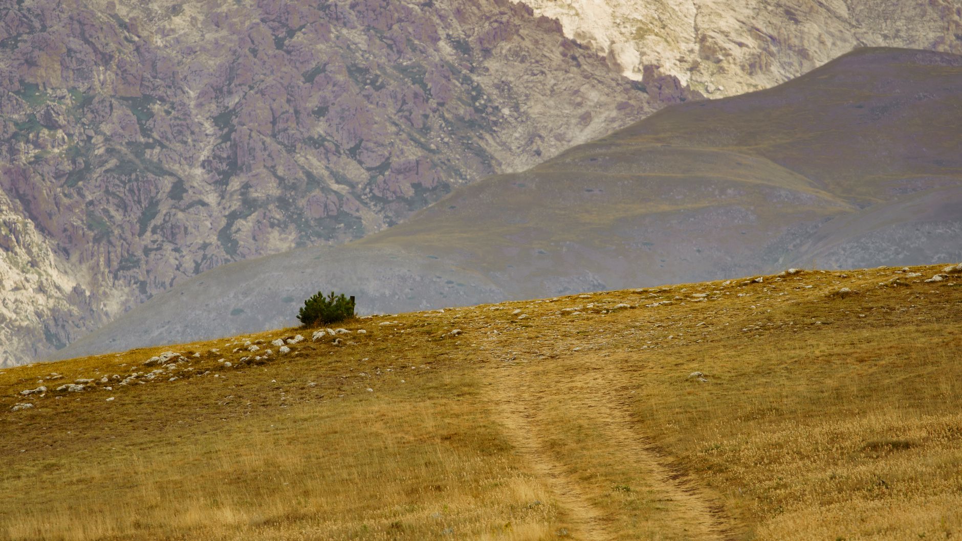 Foresta verde gestita collettivamente