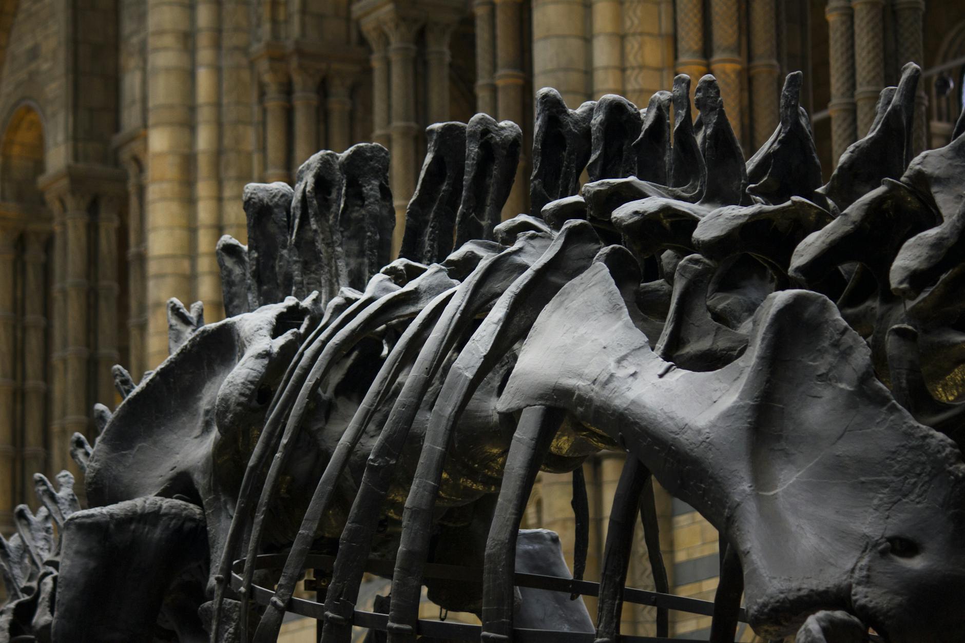Embrione fossile e antenati dei mammiferi