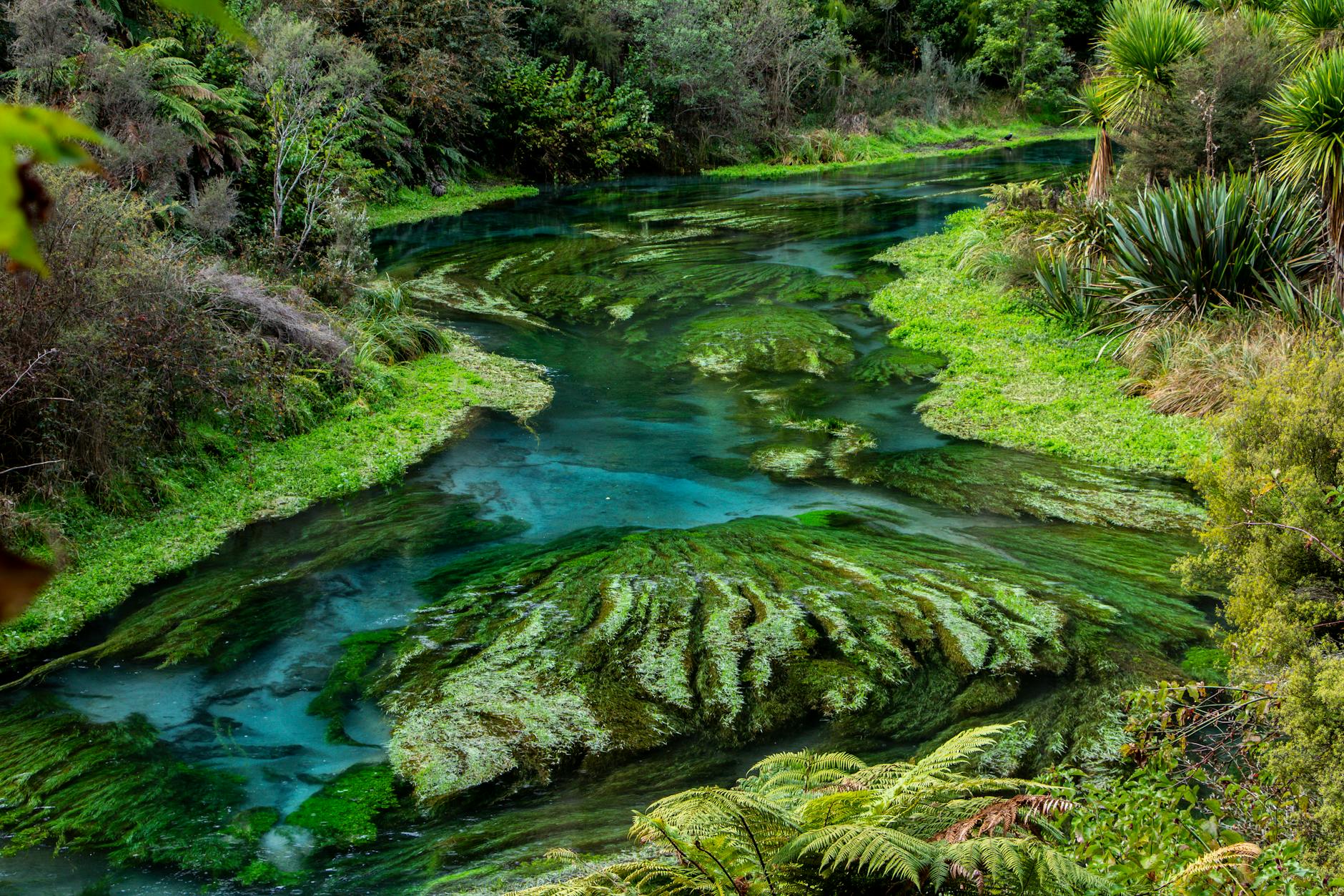 Ambienti vulcanici dove prospera la vita
