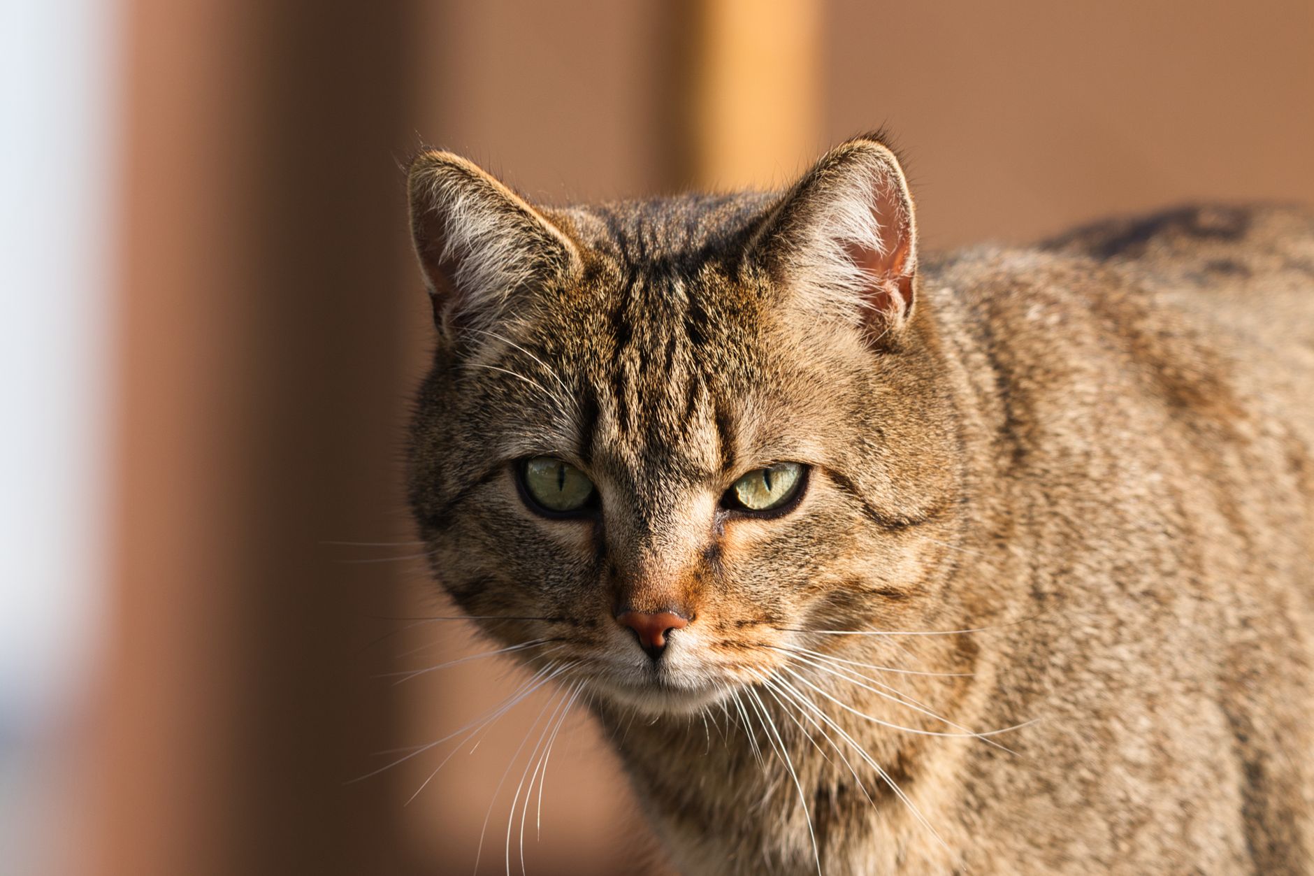 Gatto dalle zampe nere, piccolo felino selvatico