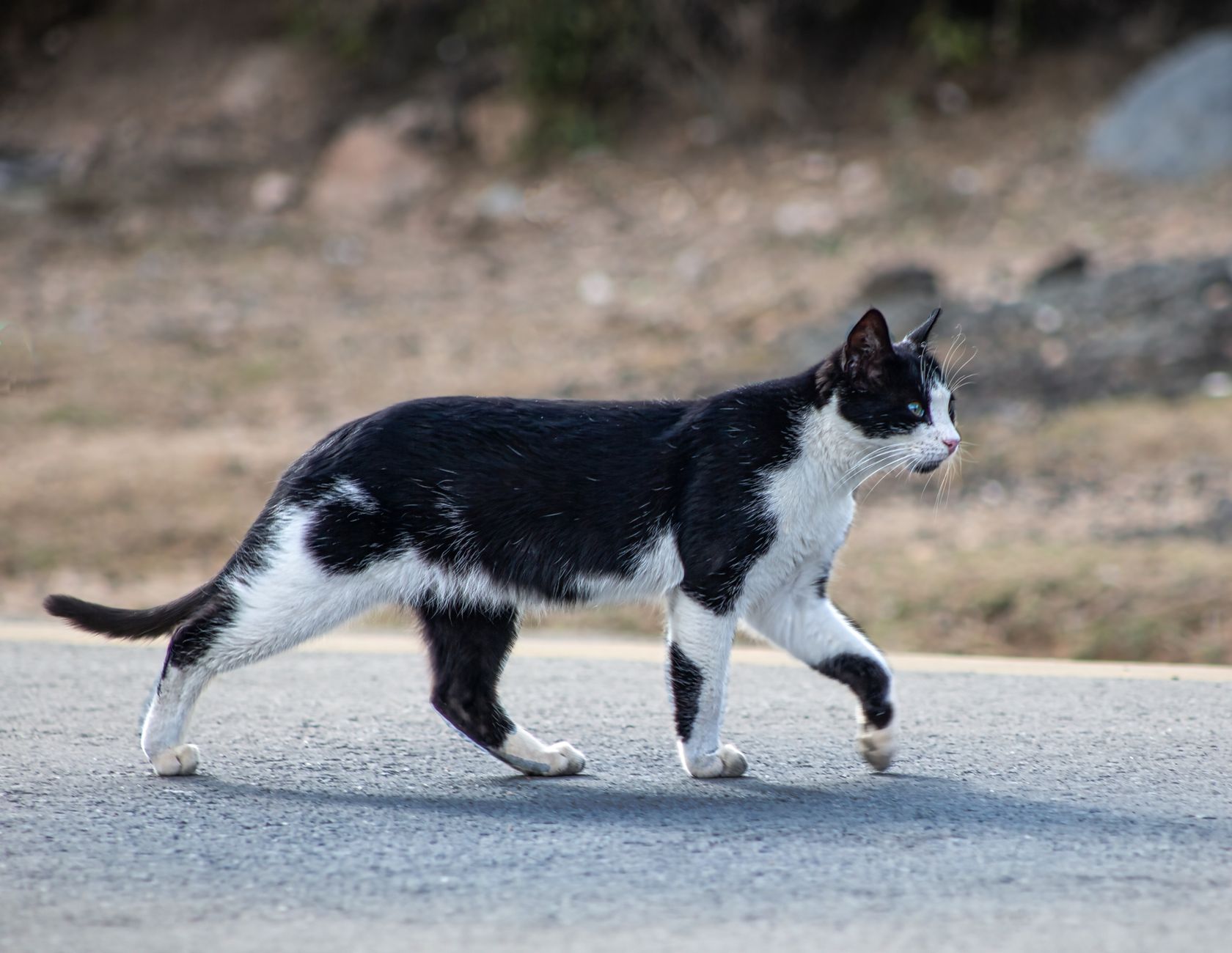 Gatto dalle zampe nere, piccolo felino selvatico