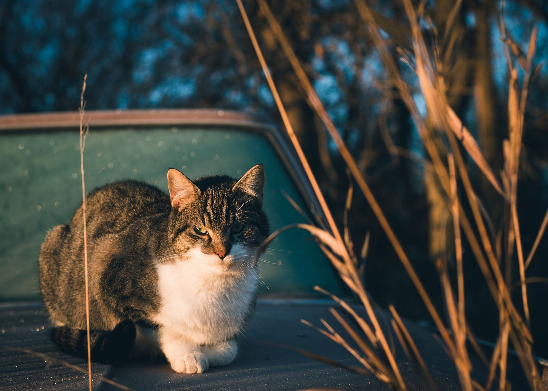Gatto dalle zampe nere, piccolo felino selvatico
