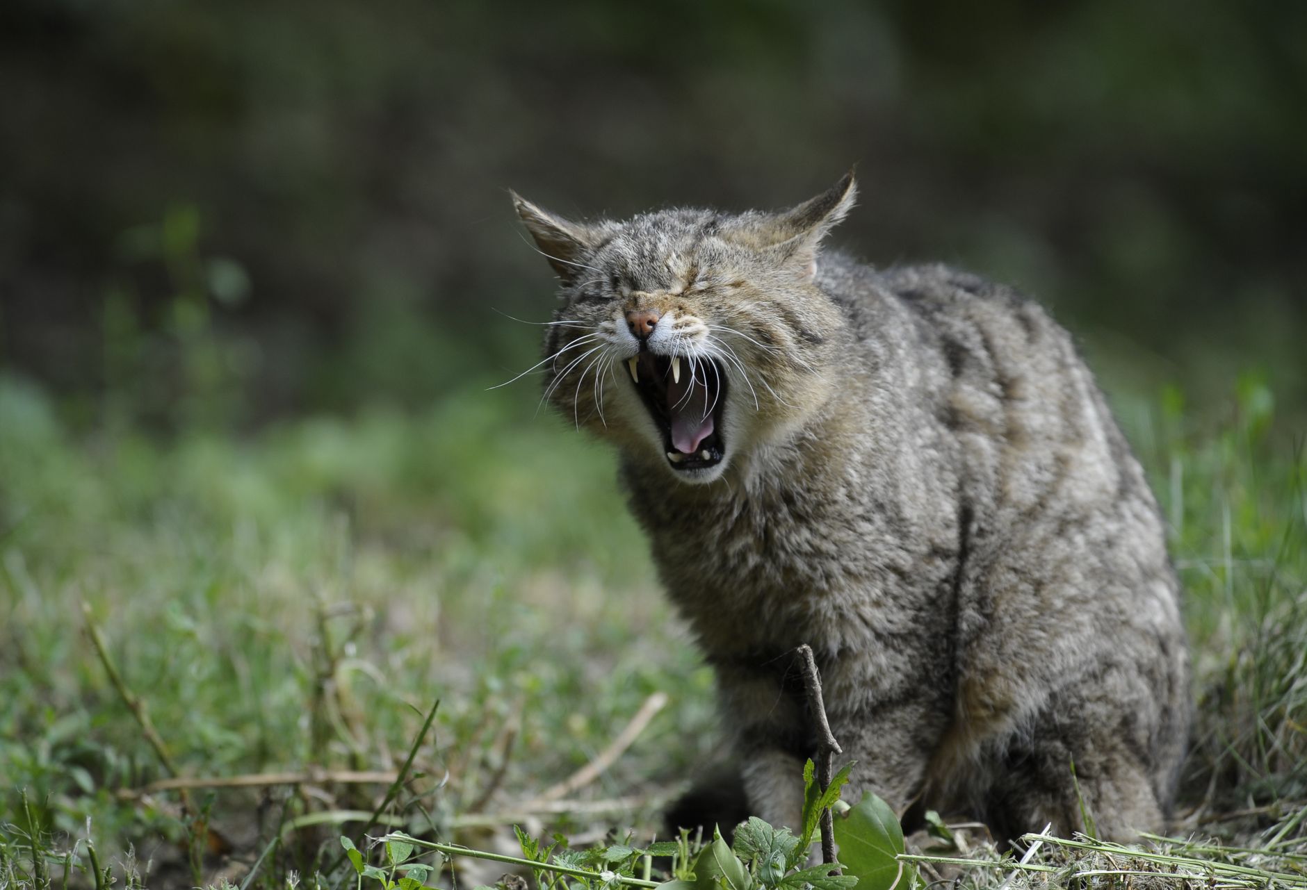 Un gatto selvatico europeo dal mantello tigrato in un bosco