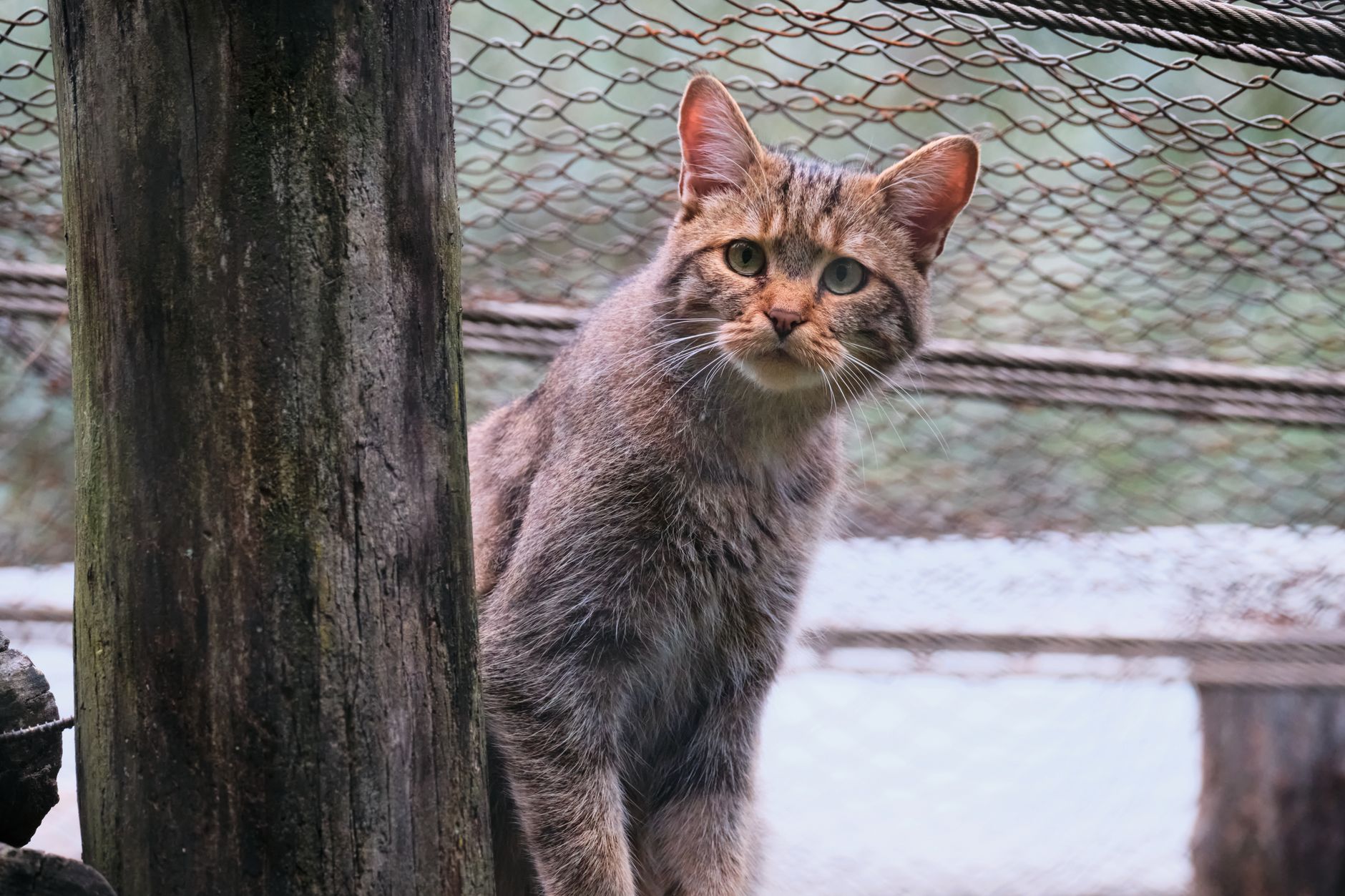 Gatto selvatico con coda folta e anellata tra la vegetazione