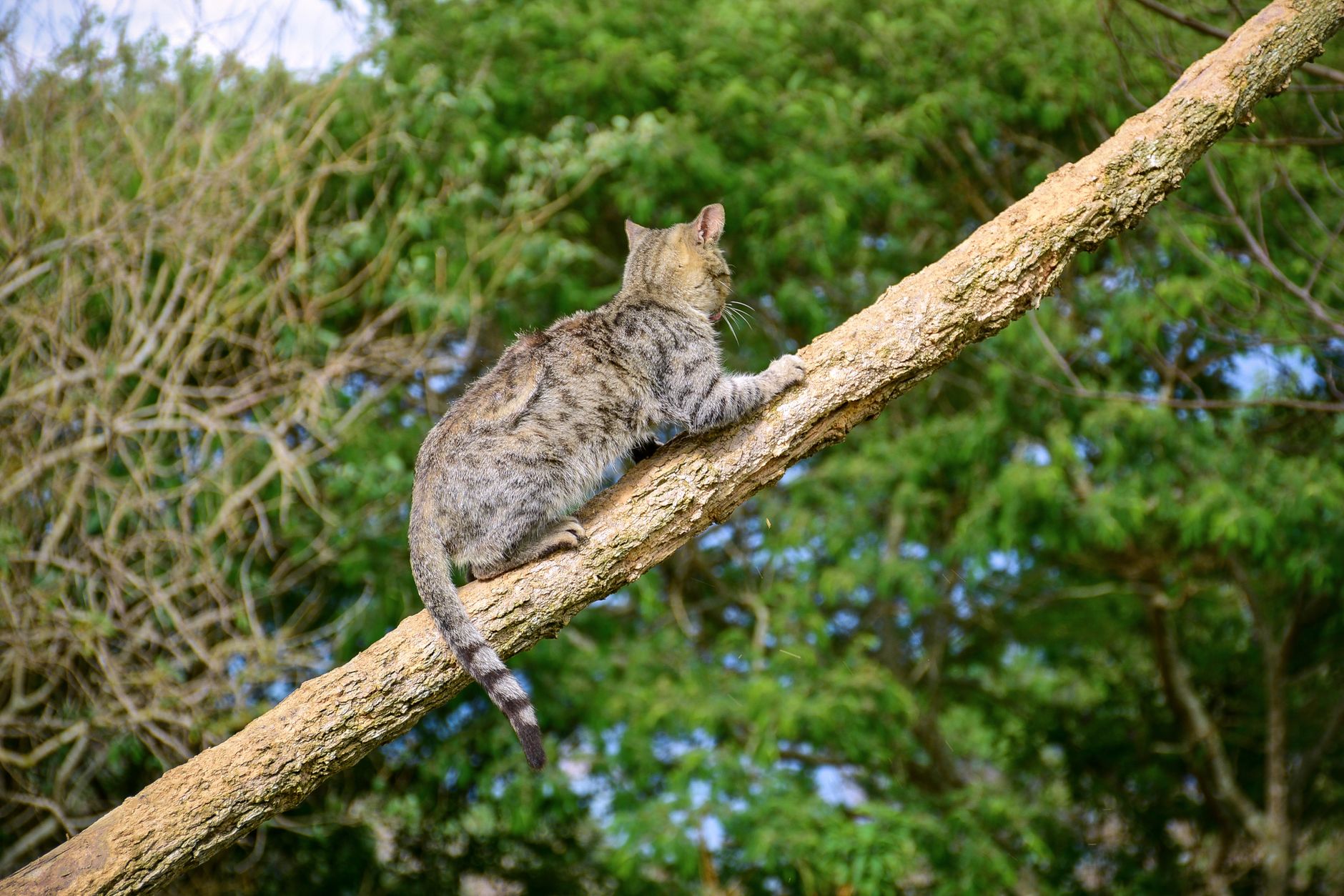 Cucciolo di gatto selvatico nascosto nell'erba