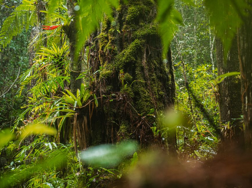 Foresta pluviale tropicale rigogliosa