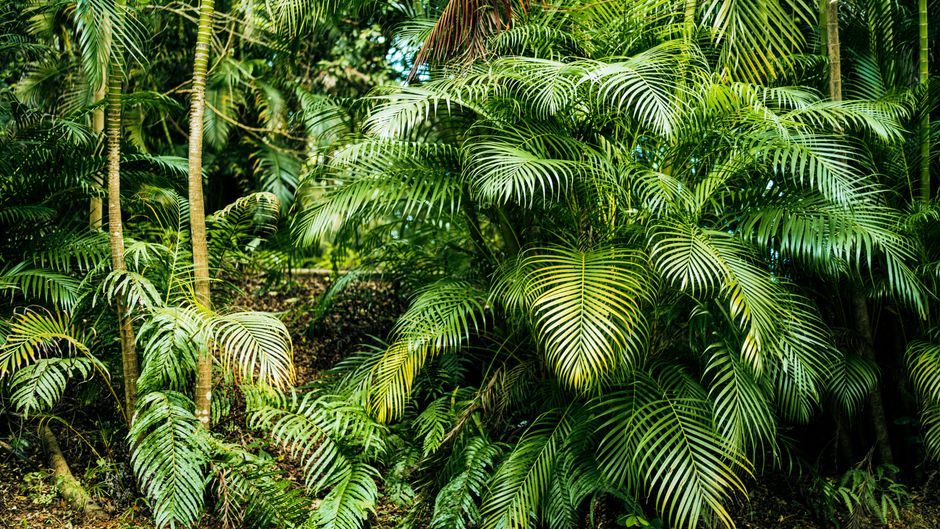 Barriera corallina tropicale