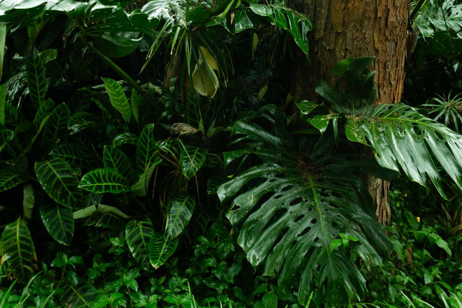 Spiaggia tropicale con vegetazione