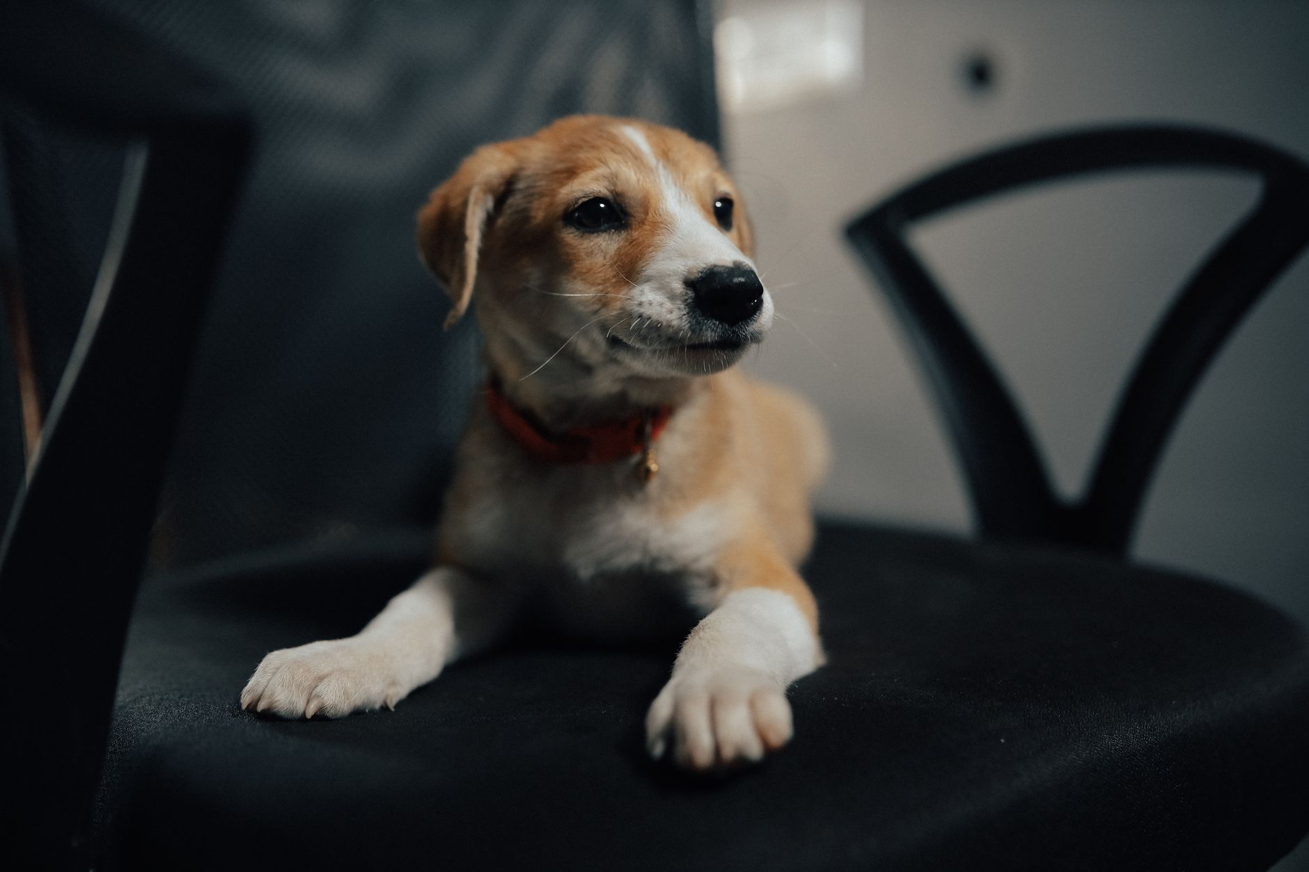 Cane seduto accanto a una scrivania in ufficio
