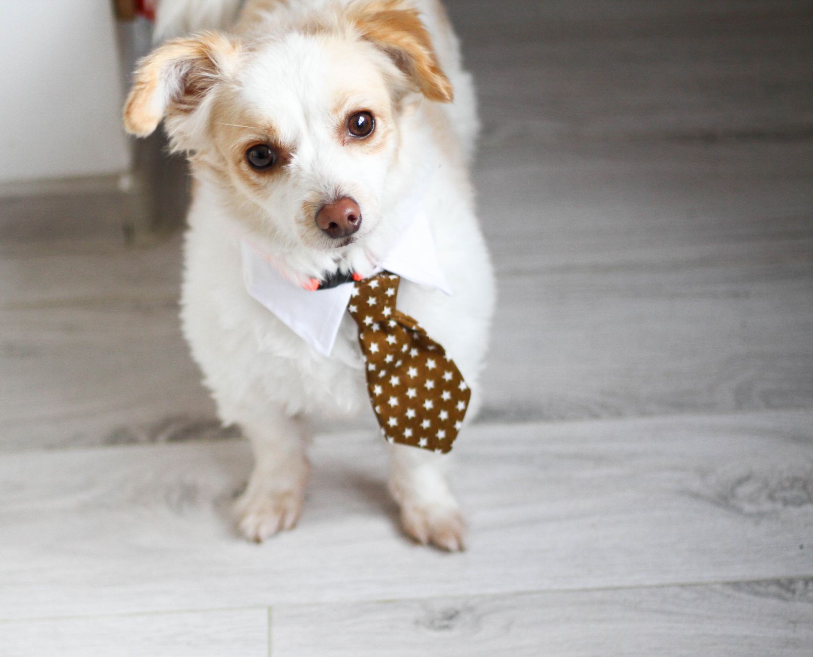 La compagnia di un cane è associata a meno stress e più serenità.