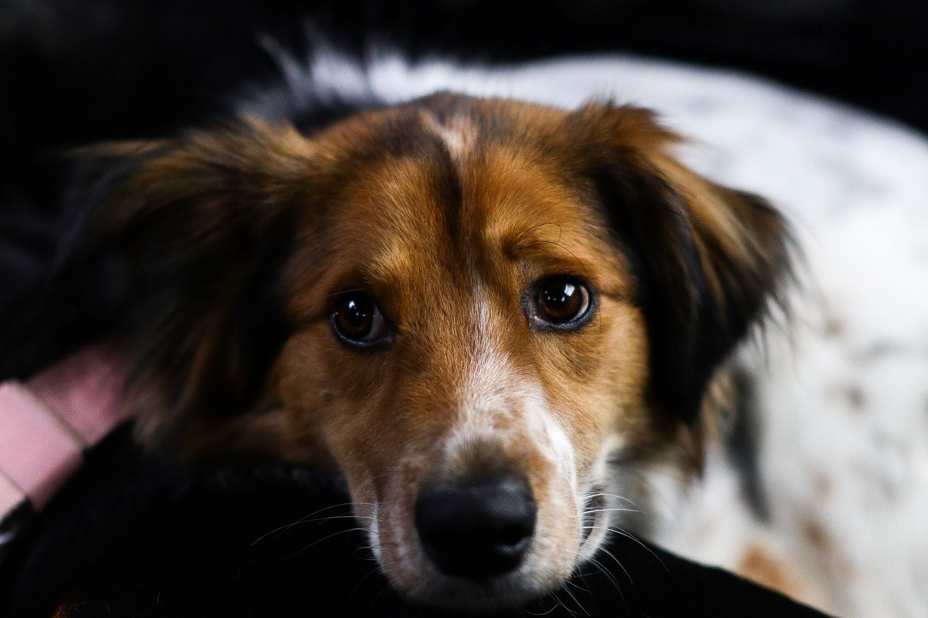 Le interazioni con gli animali domestici favoriscono il rilascio di ossitocina.