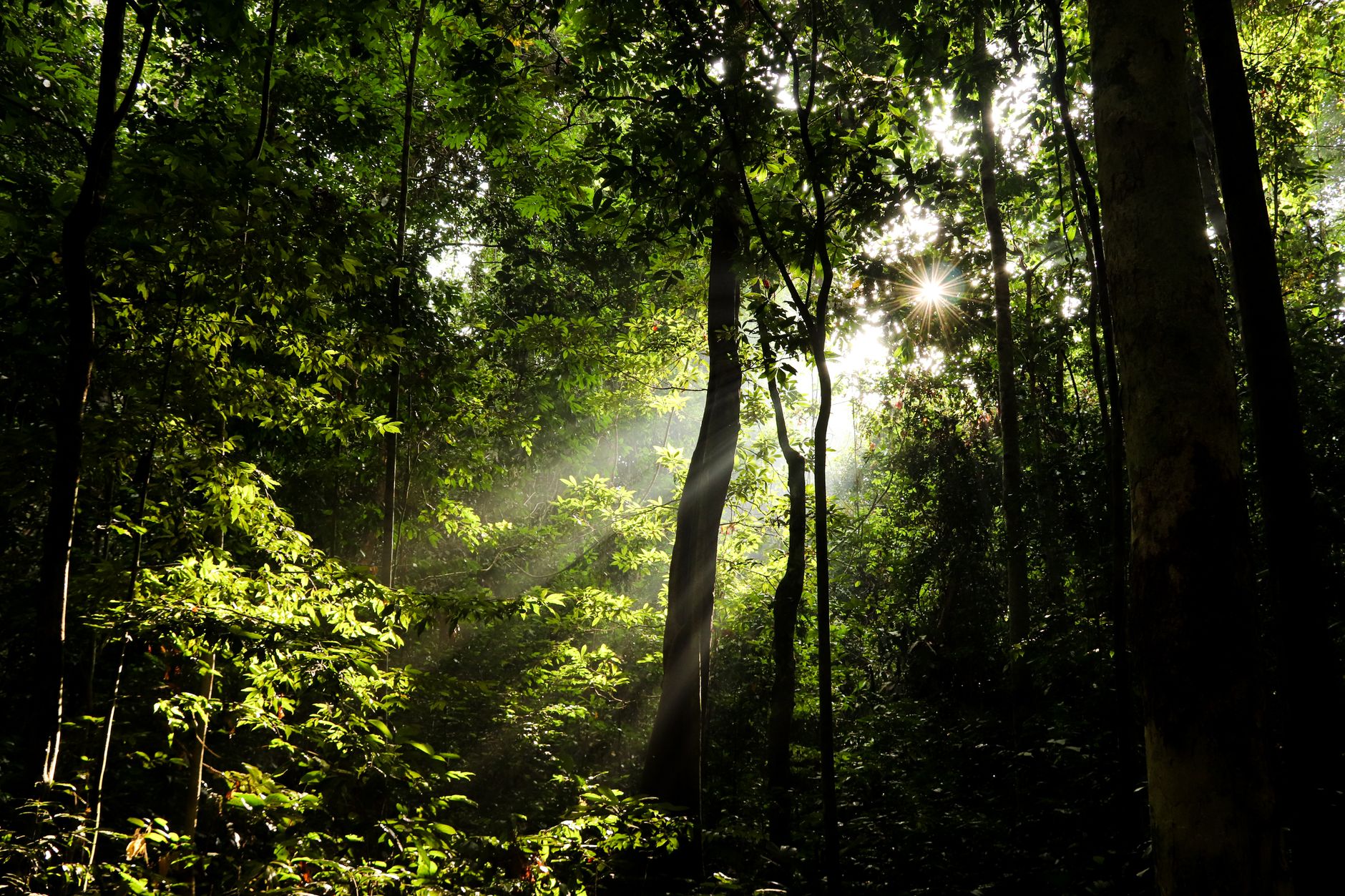 Le foreste pluviali ospitano oltre metà delle specie viventi.