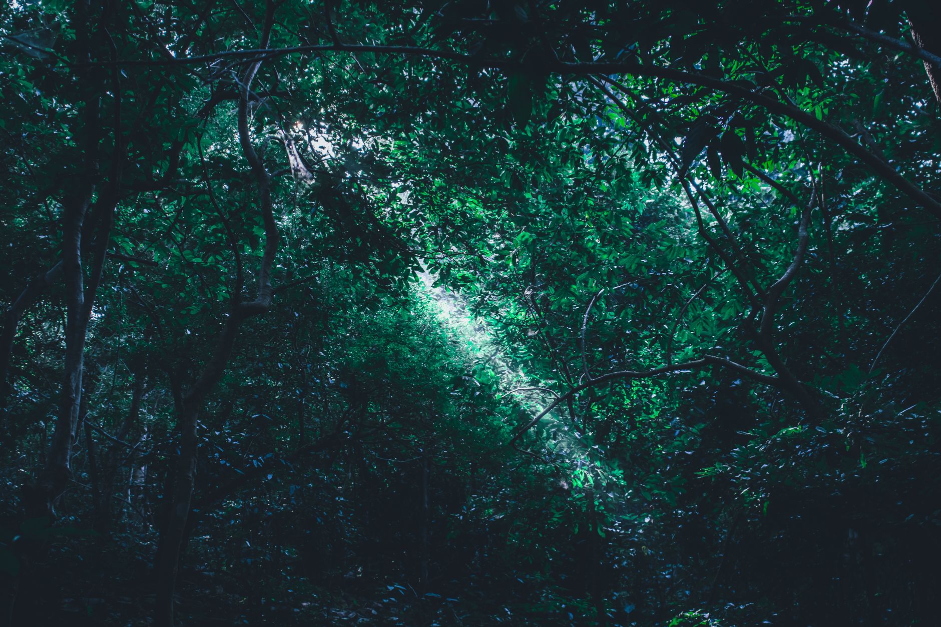 Un ecosistema vitale per il clima e per la biodiversità del pianeta.