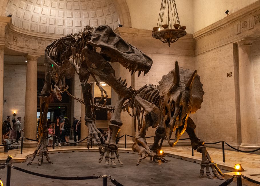 Fossile esposto in museo