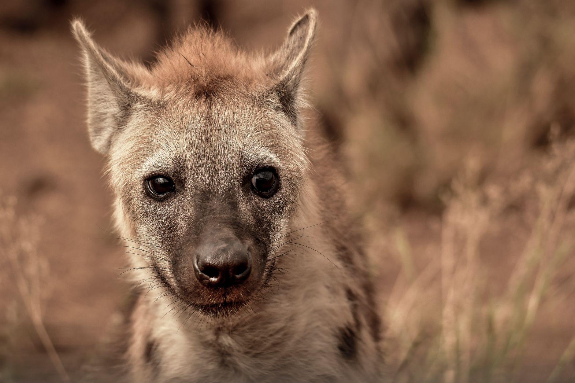 Iene maculate al tramonto nella savana