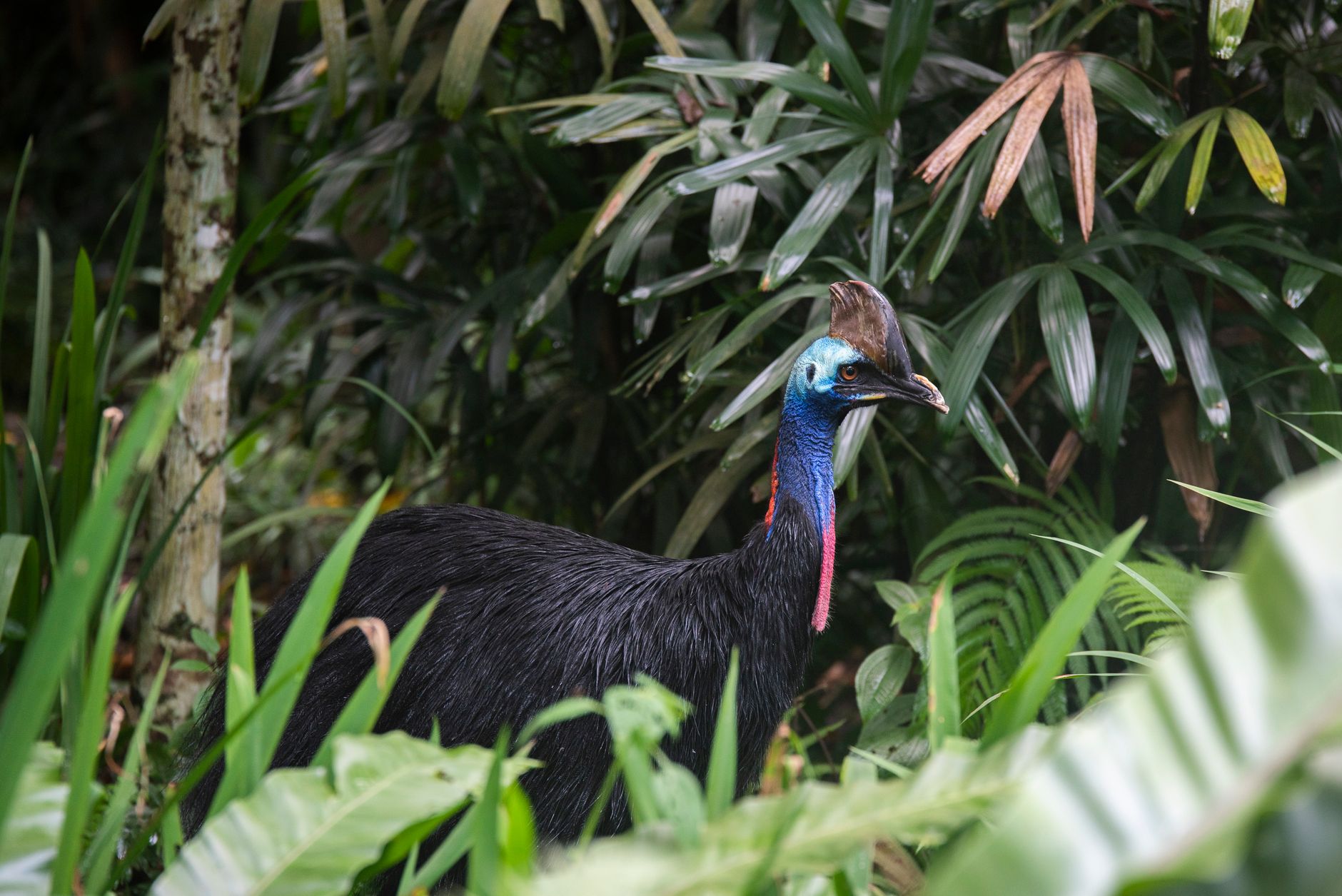 Casuario adulto nella foresta pluviale