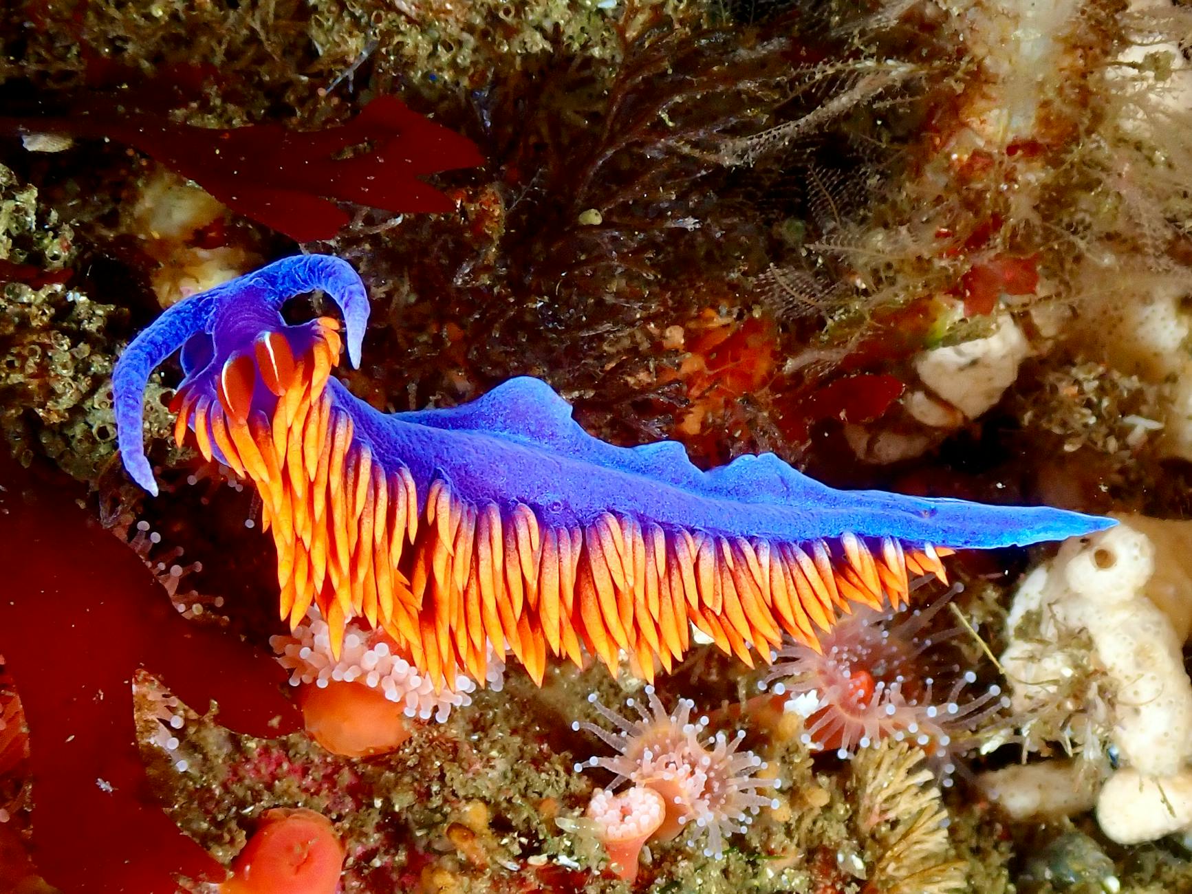Drago blu Glaucus atlanticus che galleggia sulla superficie dell'oceano