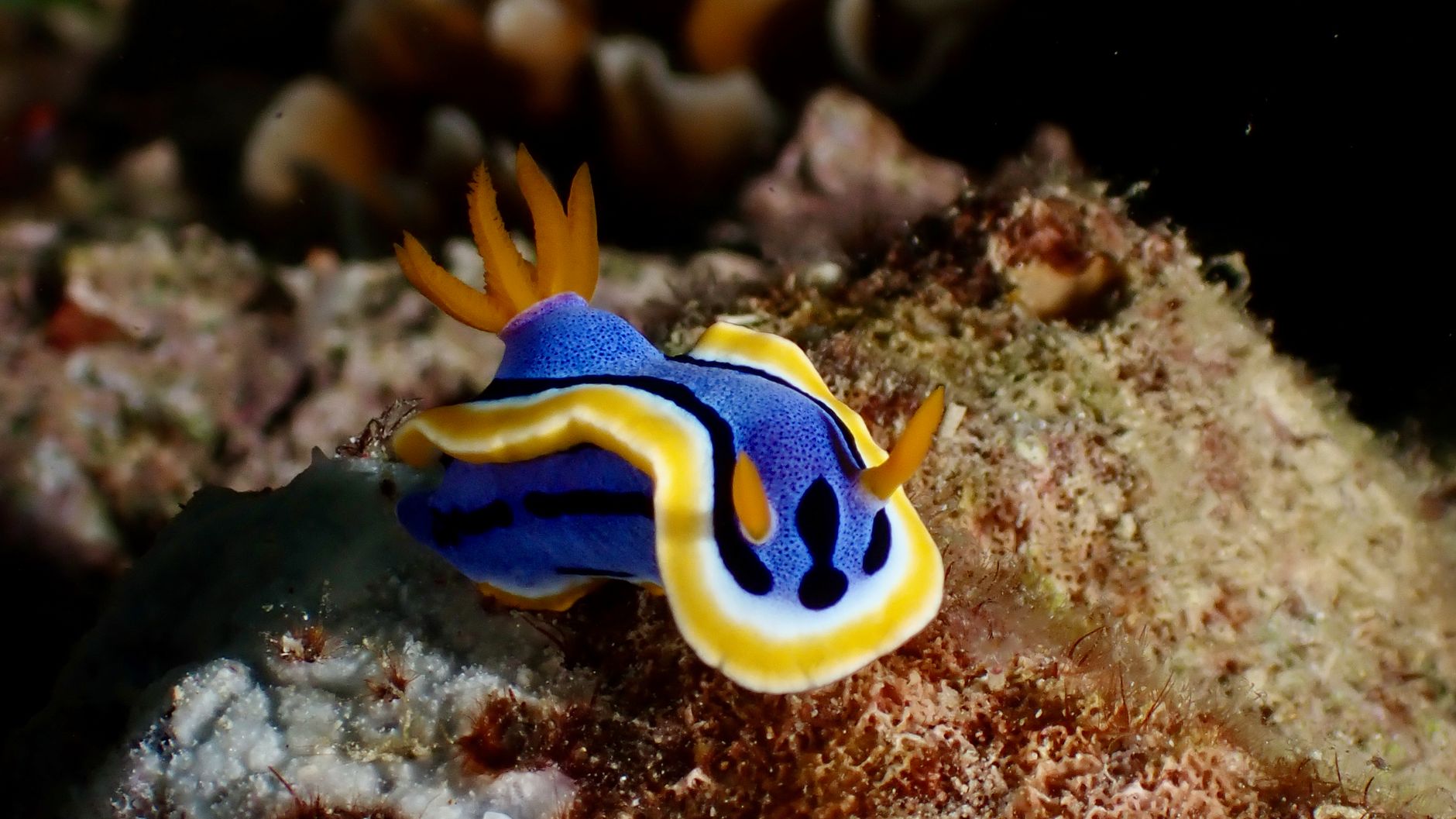Creatura marina blu brillante simile a un piccolo dragone