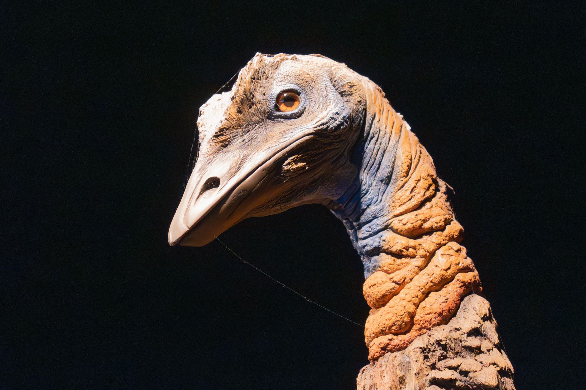 Ricostruzione di un pterosauro in volo