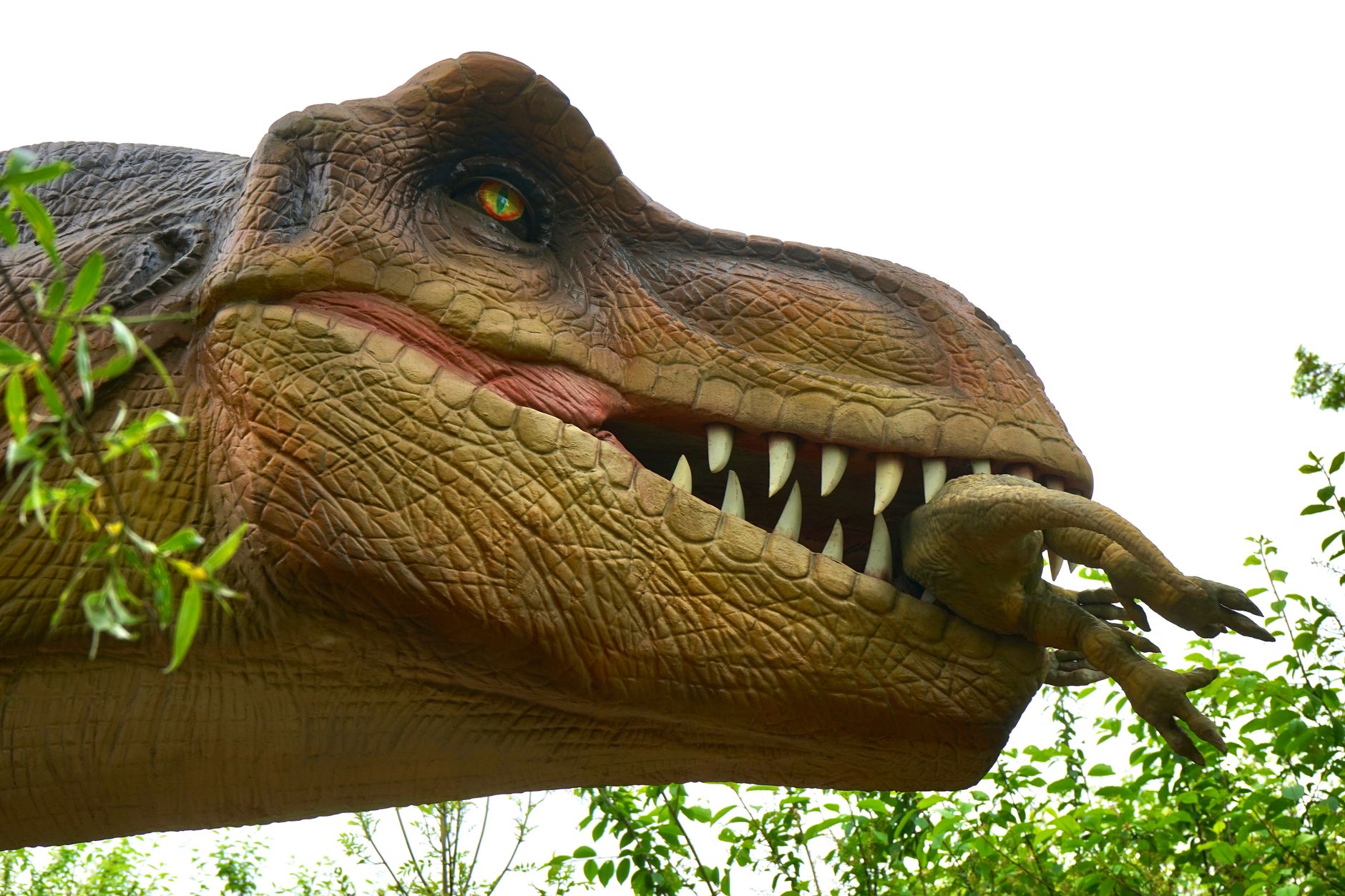 Impronta fossile su una lastra di pietra