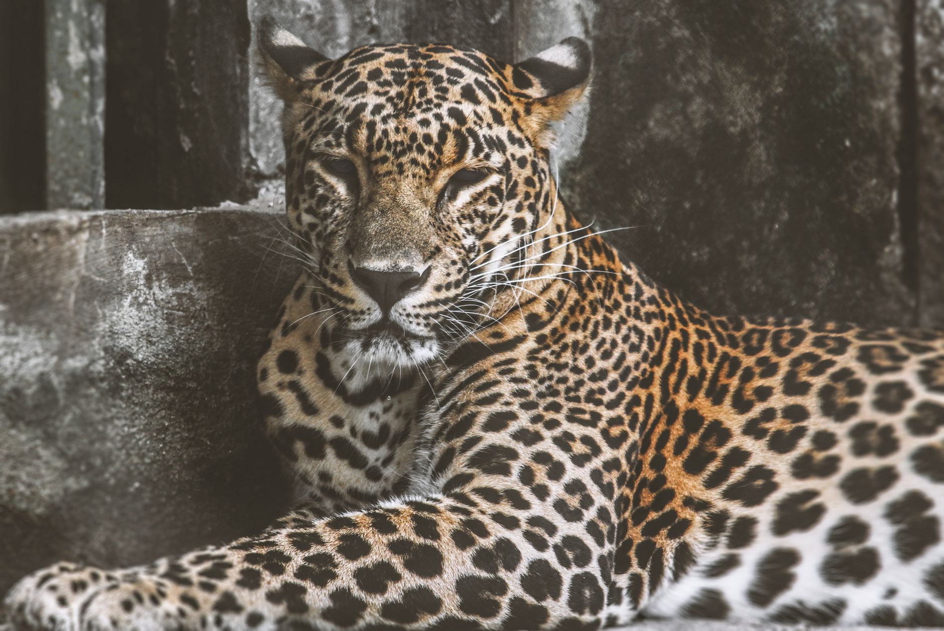 Leopardo ripreso in natura
