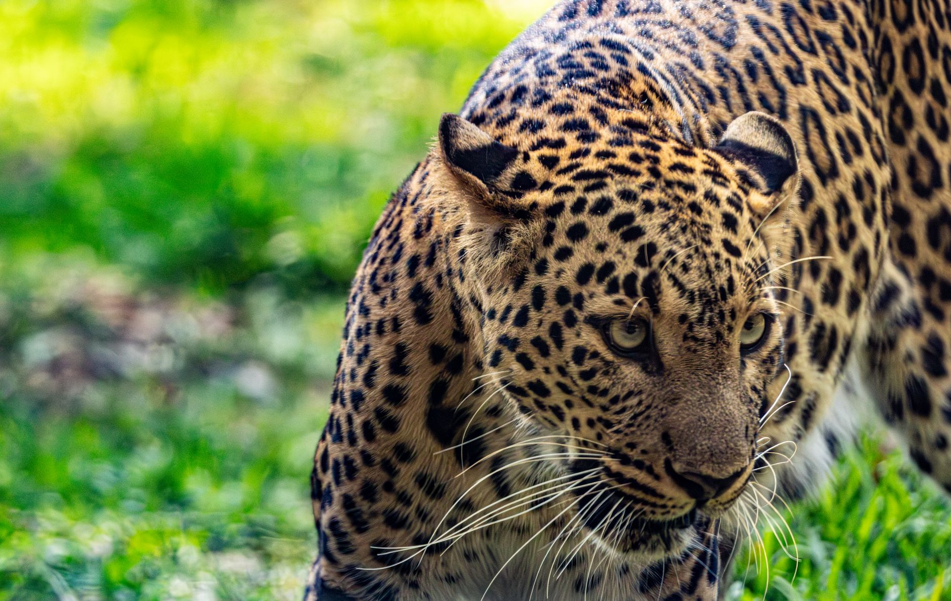 Leopardo ripreso in natura