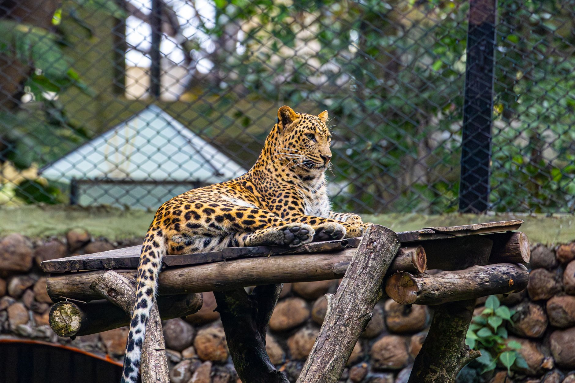 Leopardo ripreso in natura