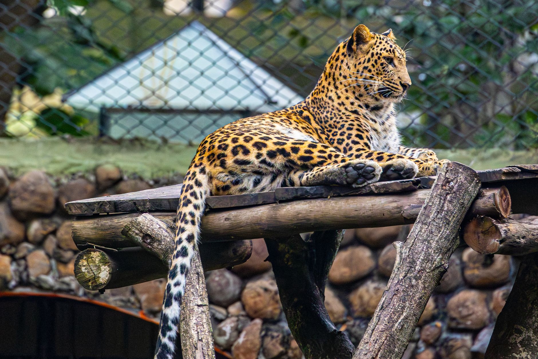 Leopardo ripreso in natura