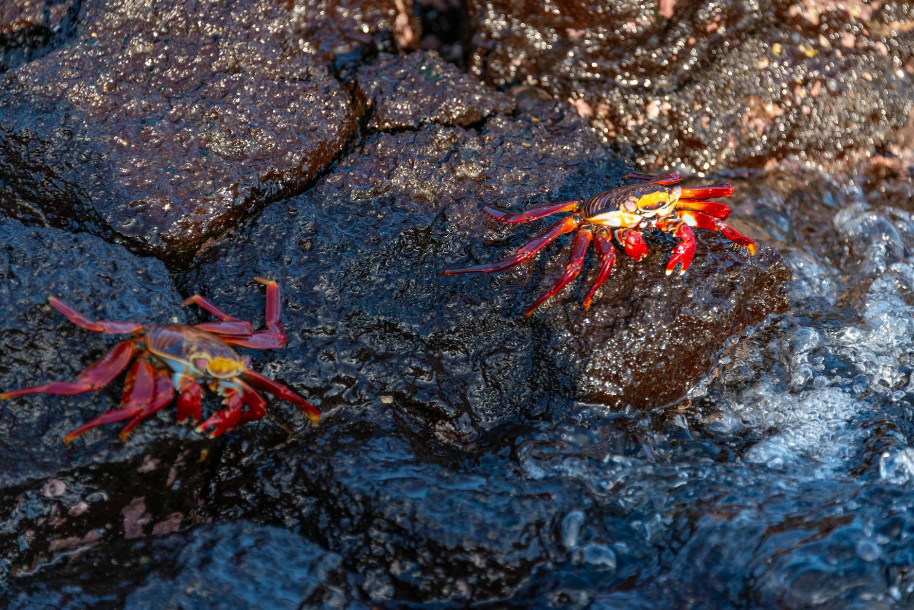 Granchio sulla riva sabbiosa del mare