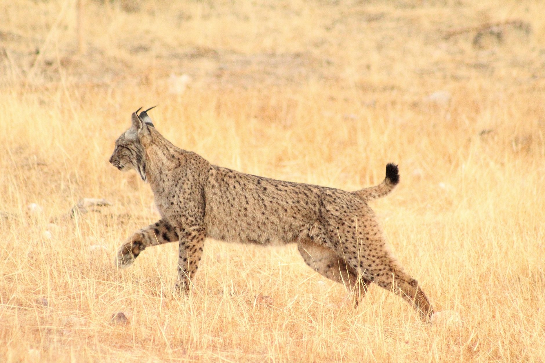 Lince selvatica con i caratteristici ciuffi sulle orecchie