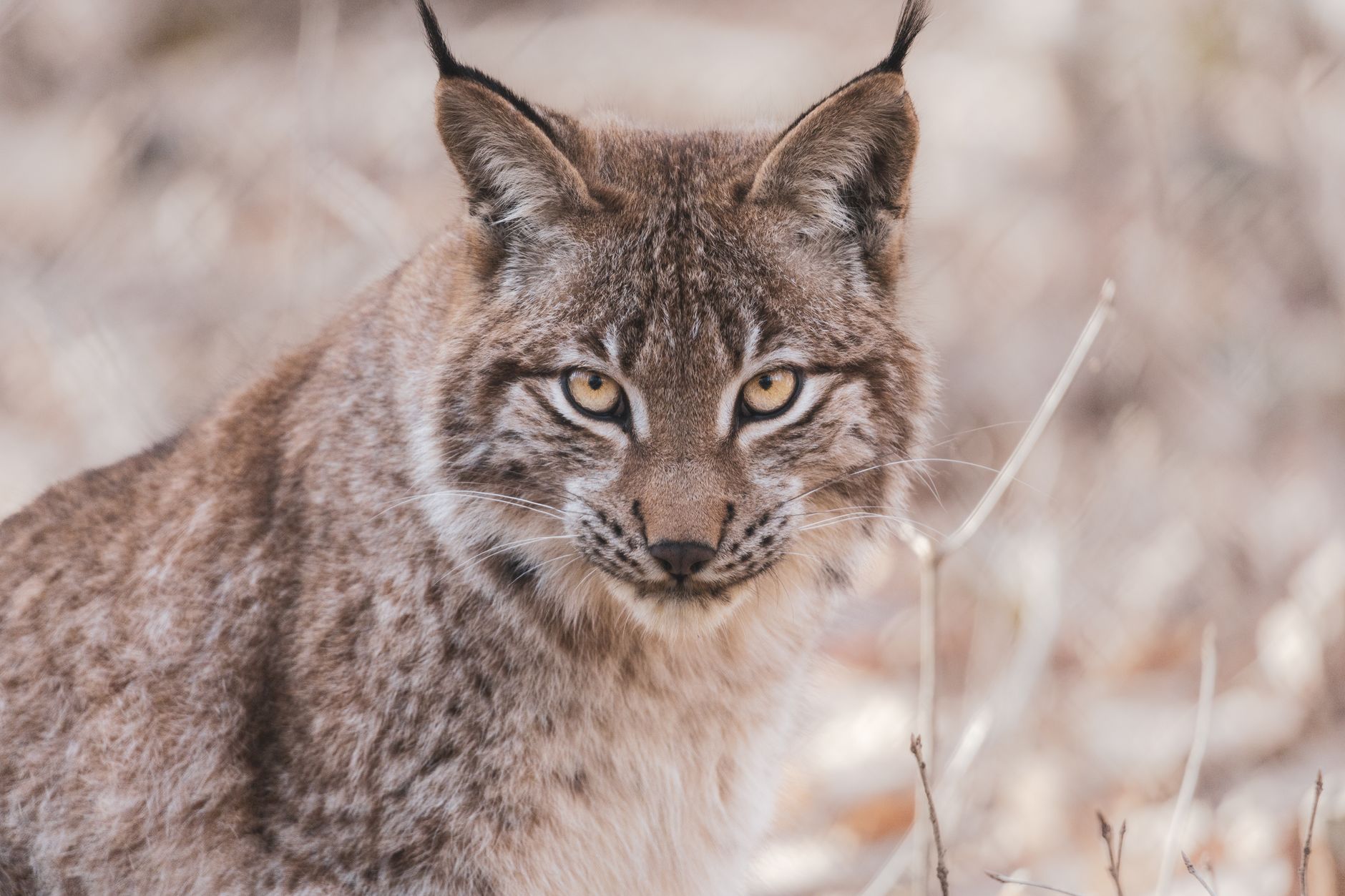 Lince nella vegetazione naturale