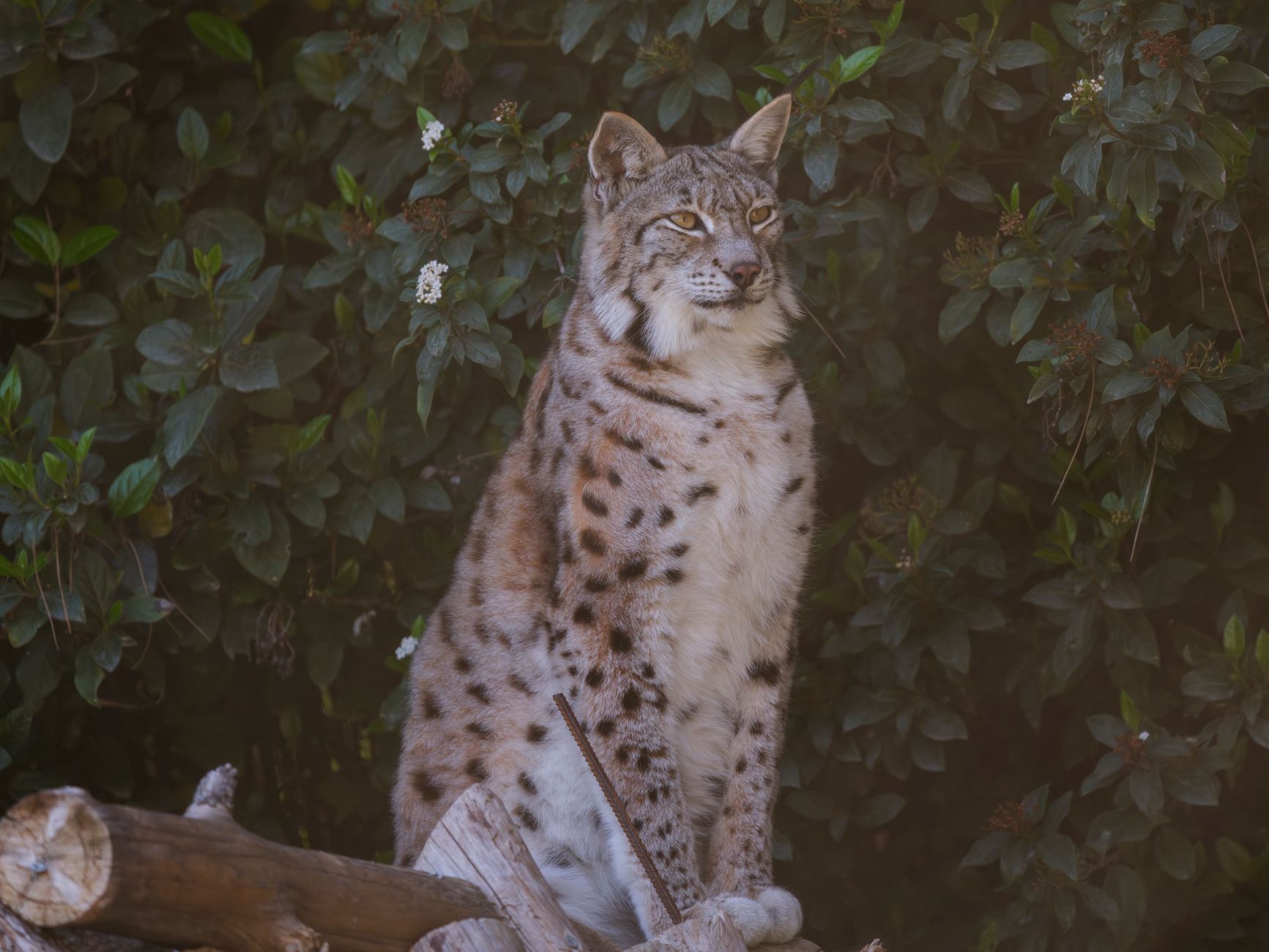 Felino selvatico nella macchia mediterranea