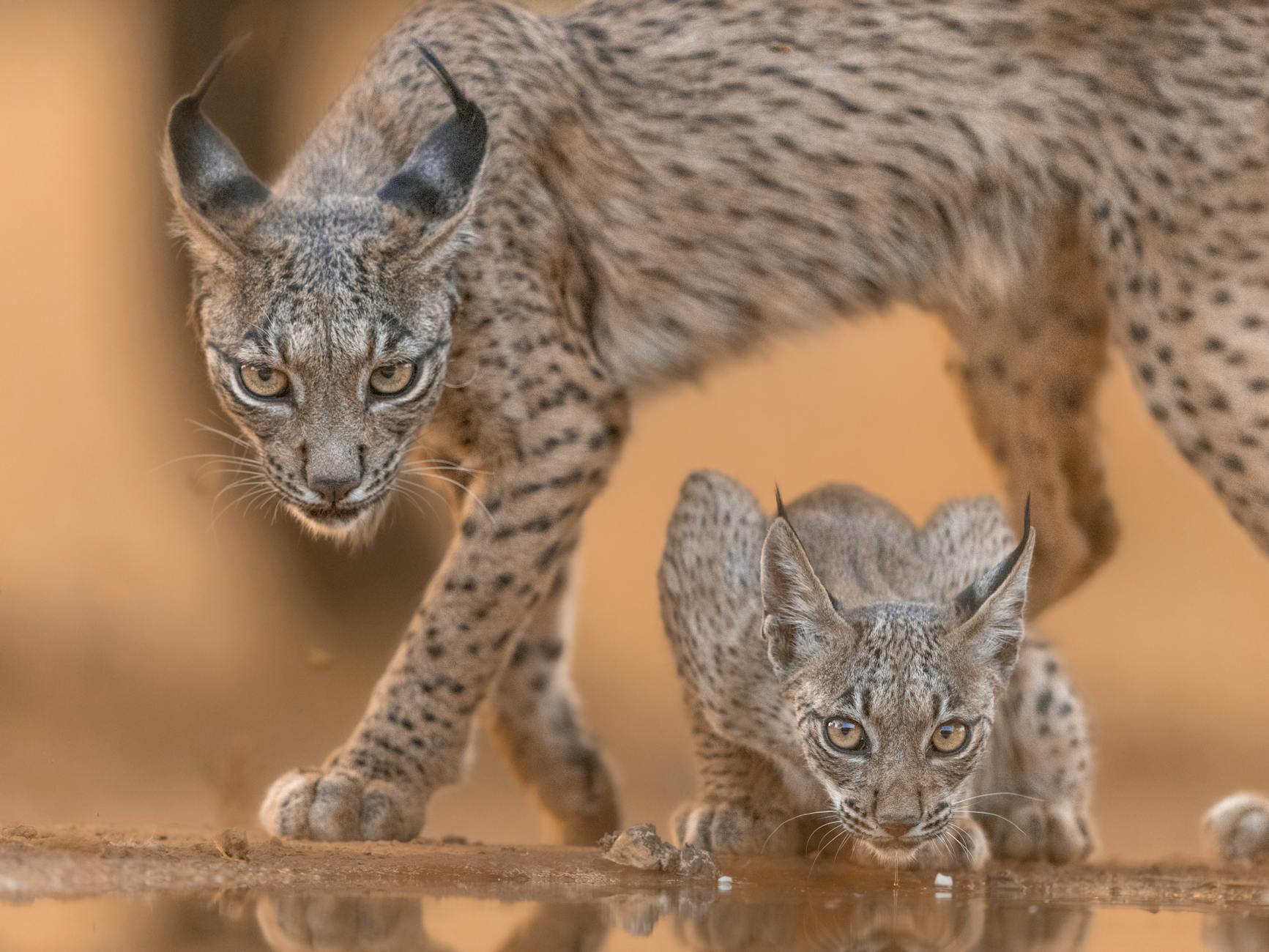Lince che osserva nel suo habitat