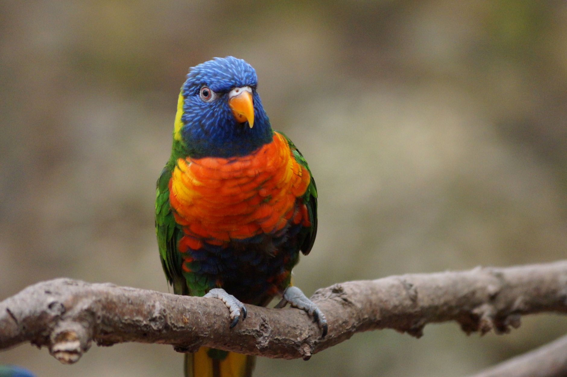 Pappagallo lorichetto colorato in una foresta tropicale