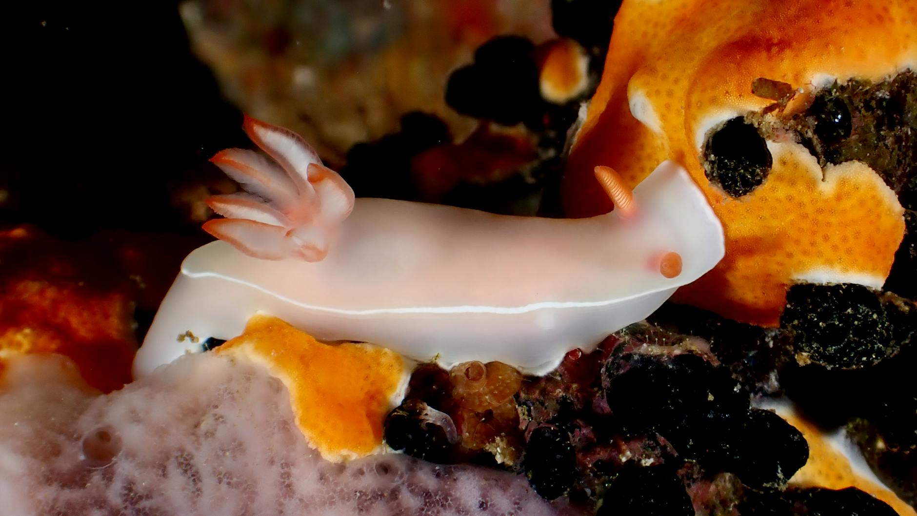 Nudibranco colorato tra le rocce sottomarine