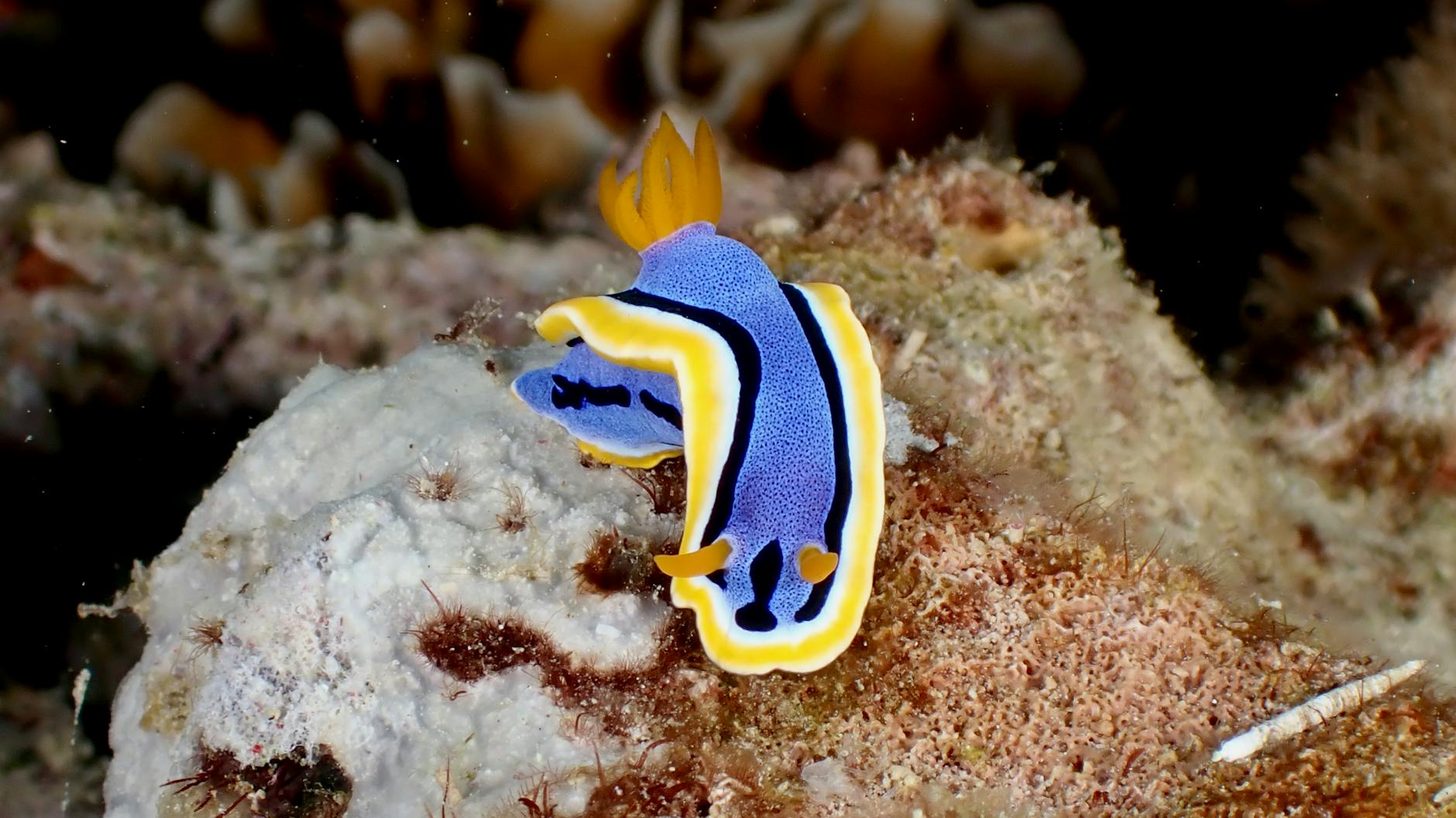 Lumaca di mare fotografata su un fondale corallino