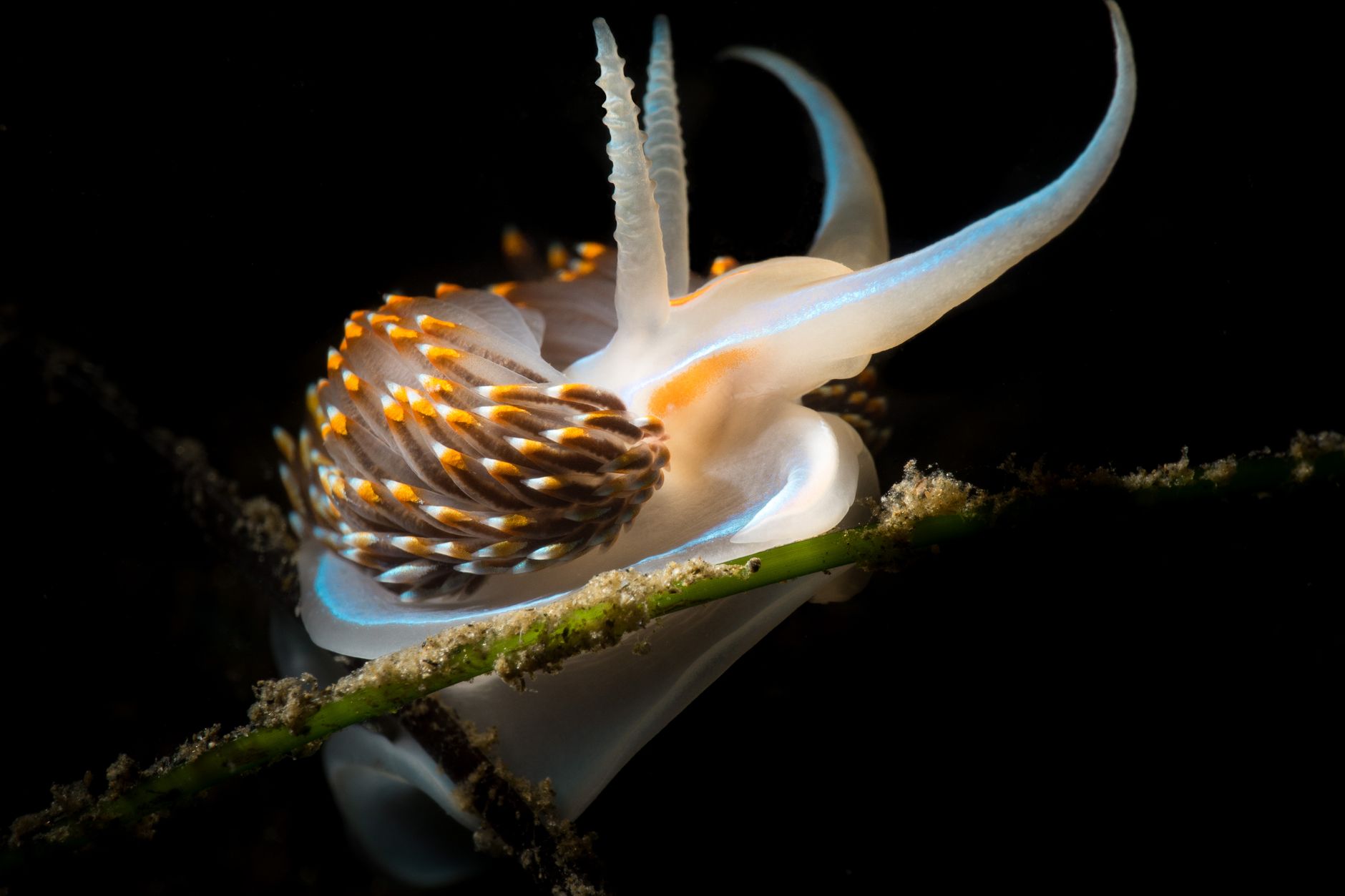 Mollusco marino ripreso da vicino sott'acqua
